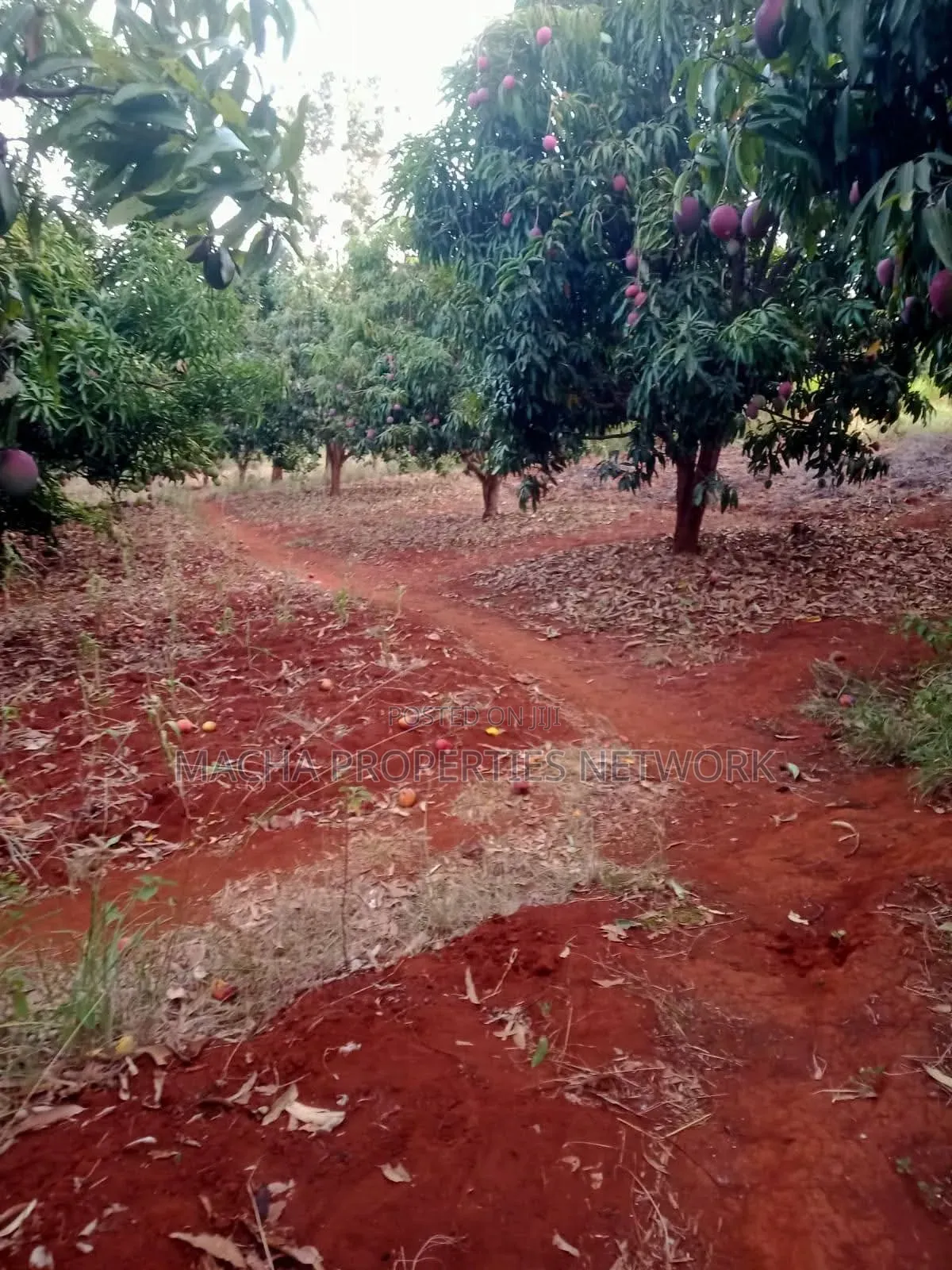4 Acres Murang'a Makuyu for Sale