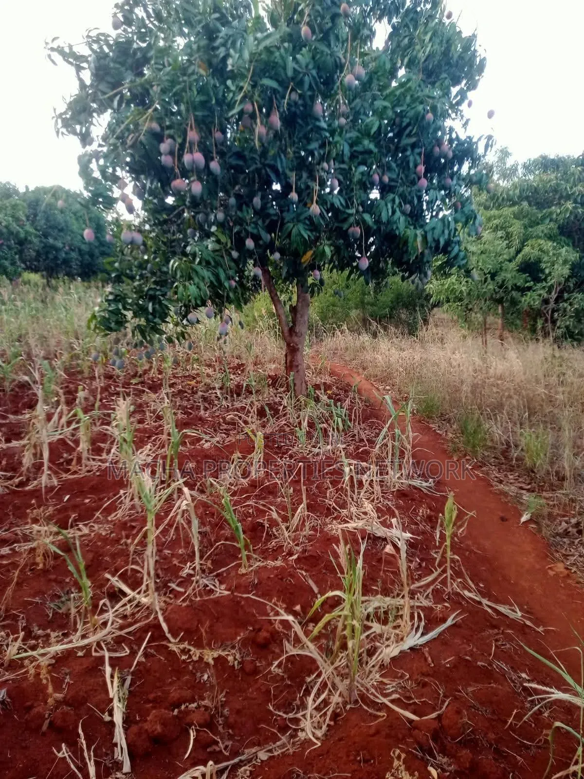 4 Acres Murang'a Makuyu for Sale