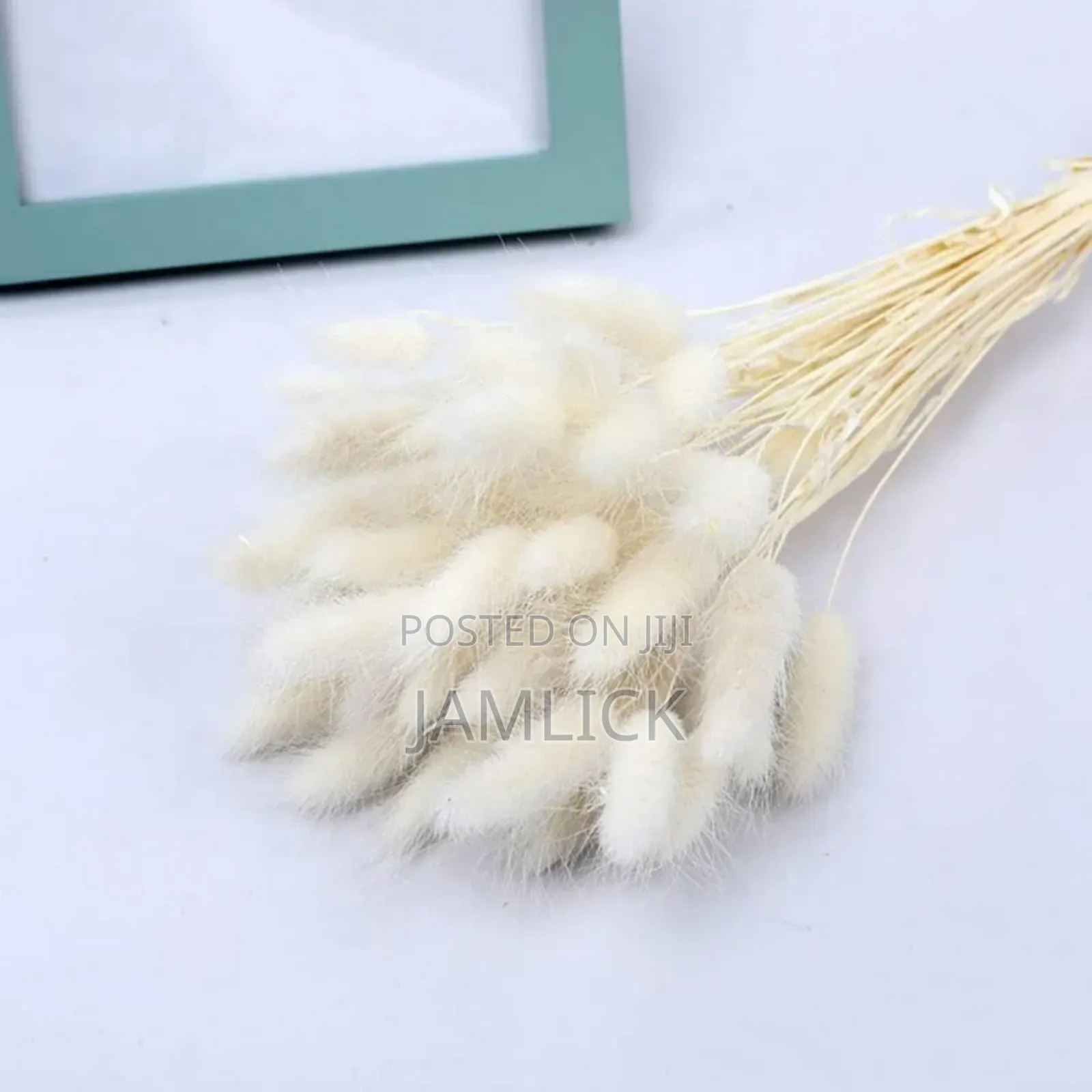 Dried Natural Bunny Tail Grass - Pl