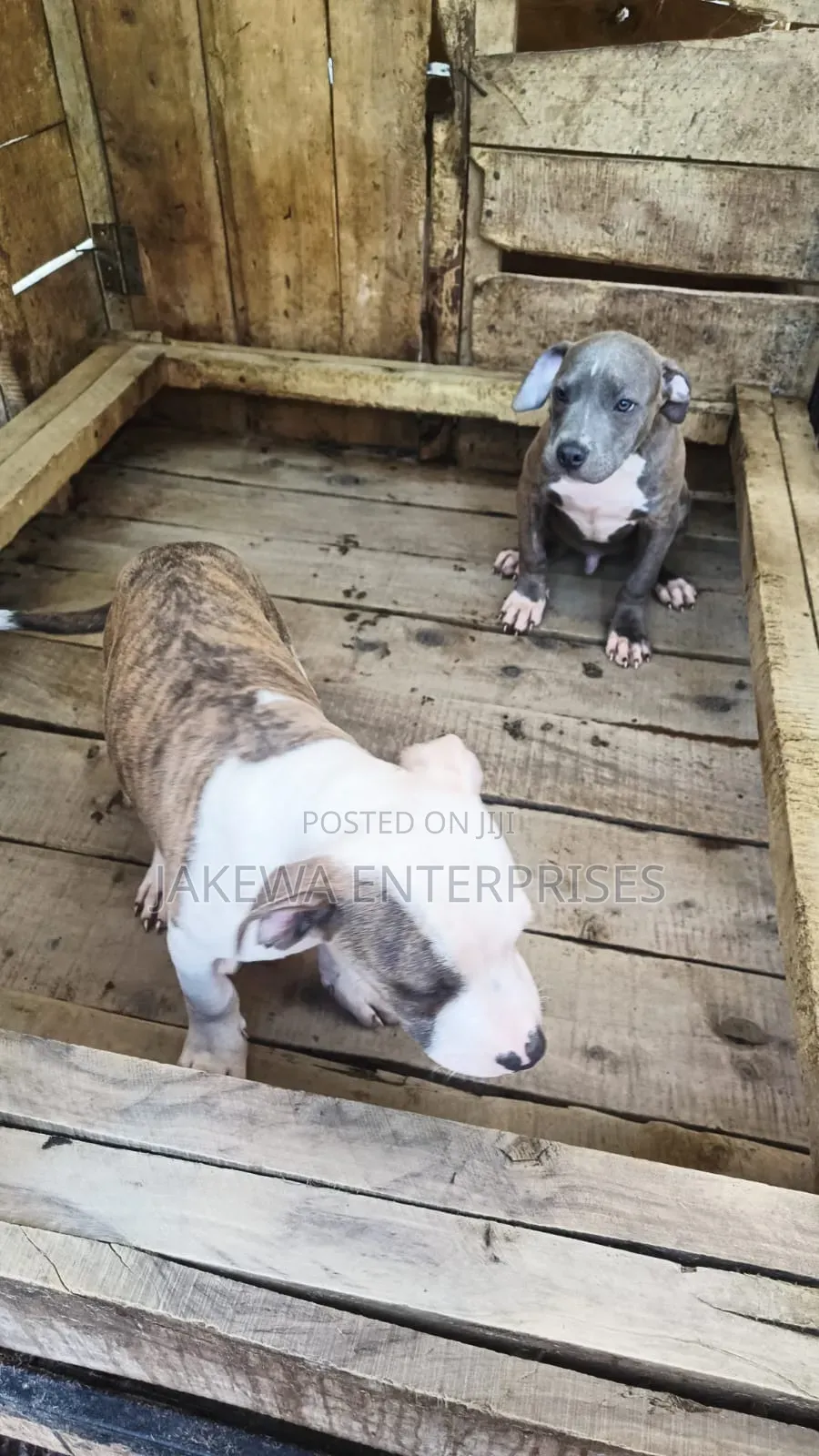 1-3 months Male Purebred American Bully