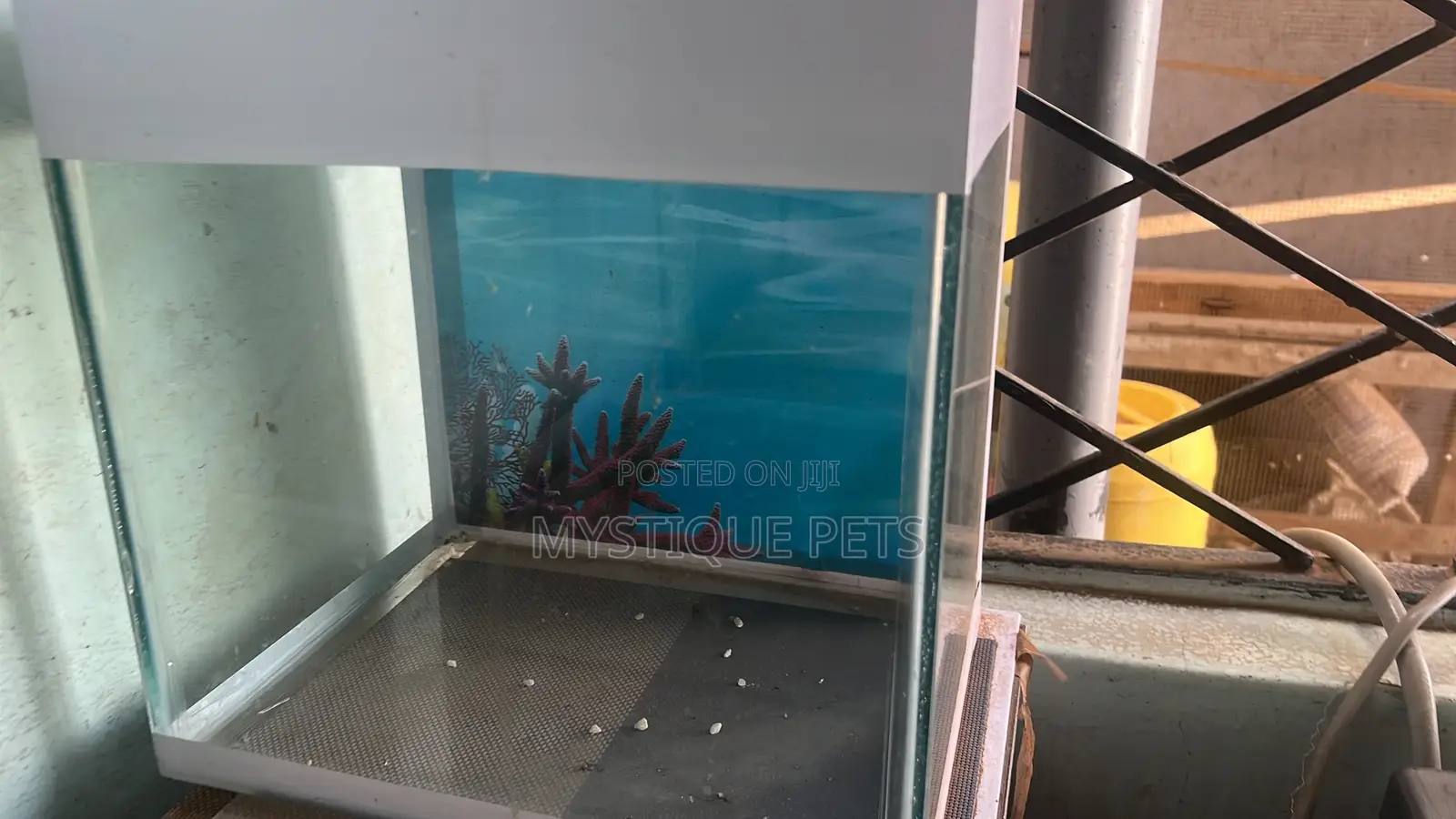 Small Aquarium