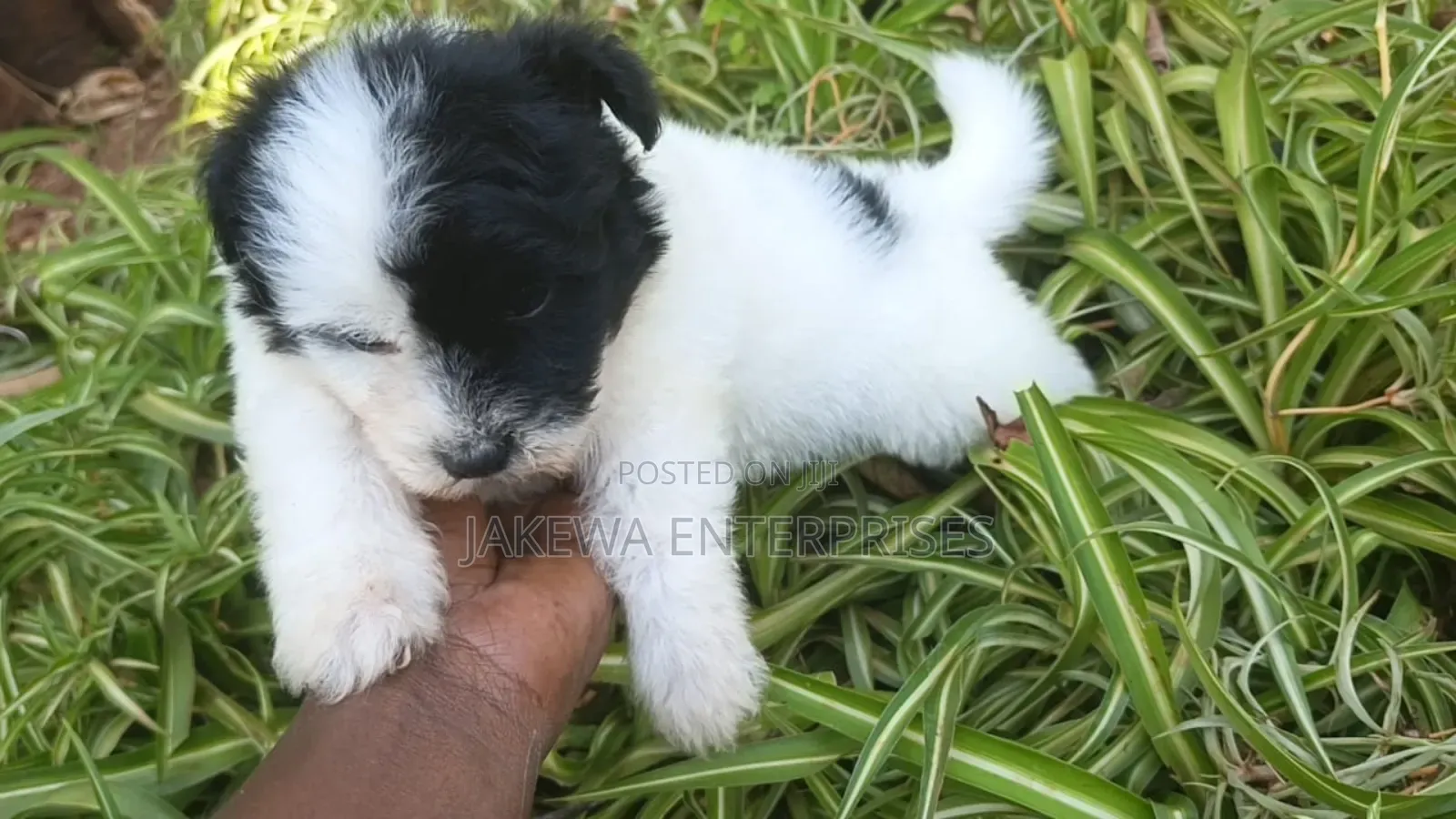 1-3 months Male Purebred Havanese