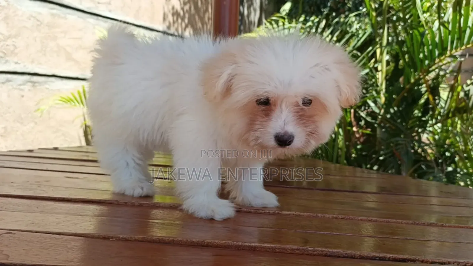 1-3 months Male Purebred Havanese