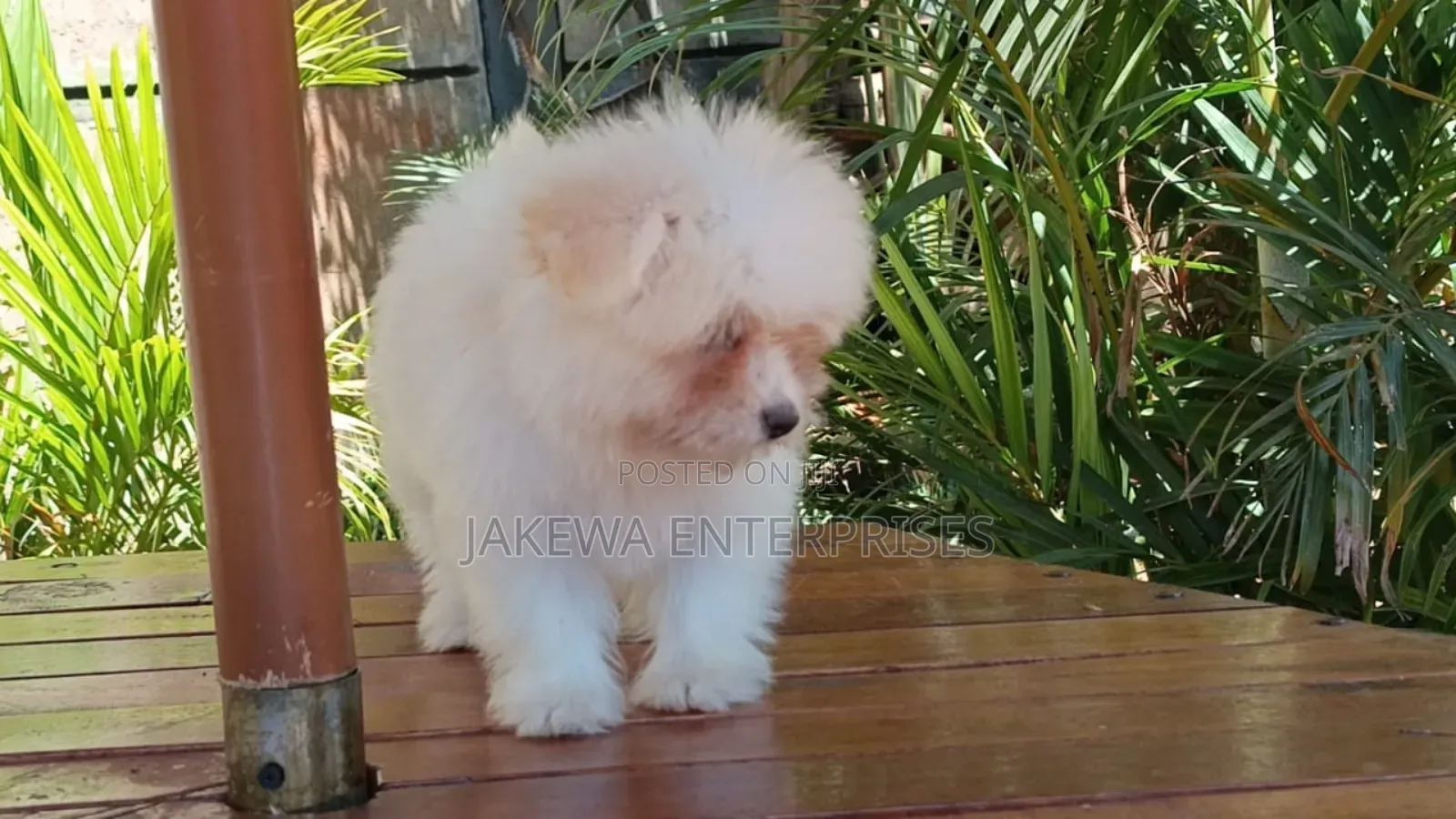 1-3 months Female Purebred Havanese
