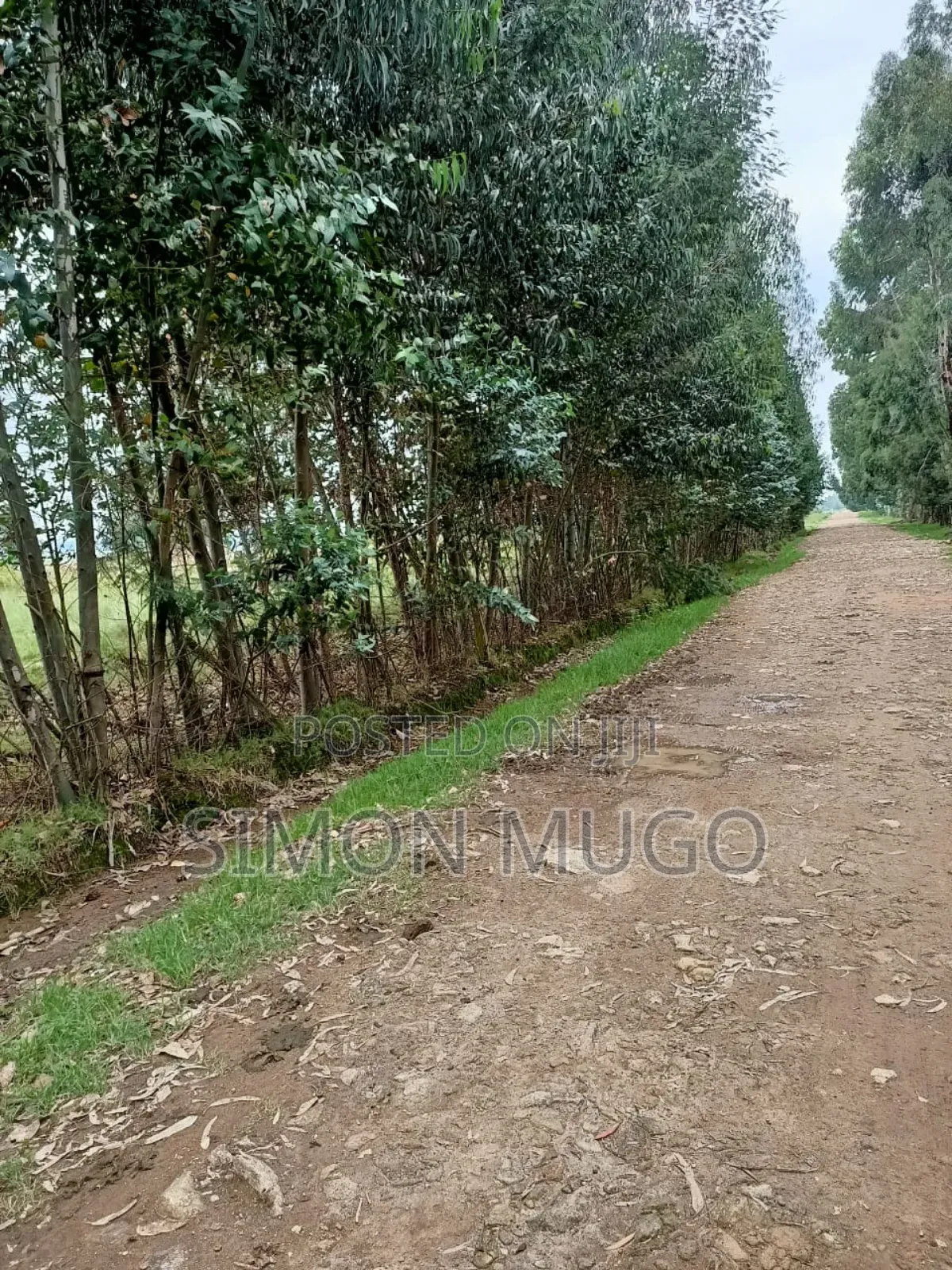 Nyahururu Mairu Inya Prime Agricultural 25 Acres on Tarmac Road