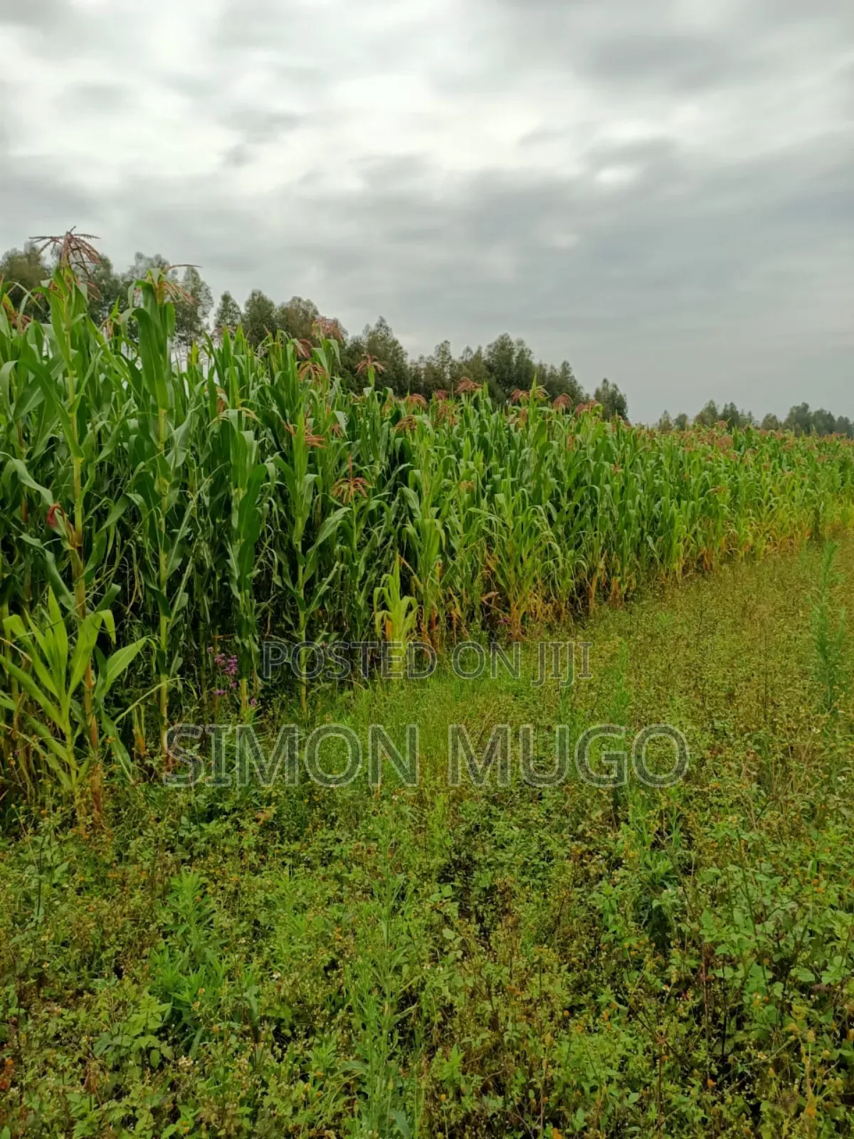 Nyahururu Mairu Inya Prime Agricultural 25 Acres on Tarmac Road