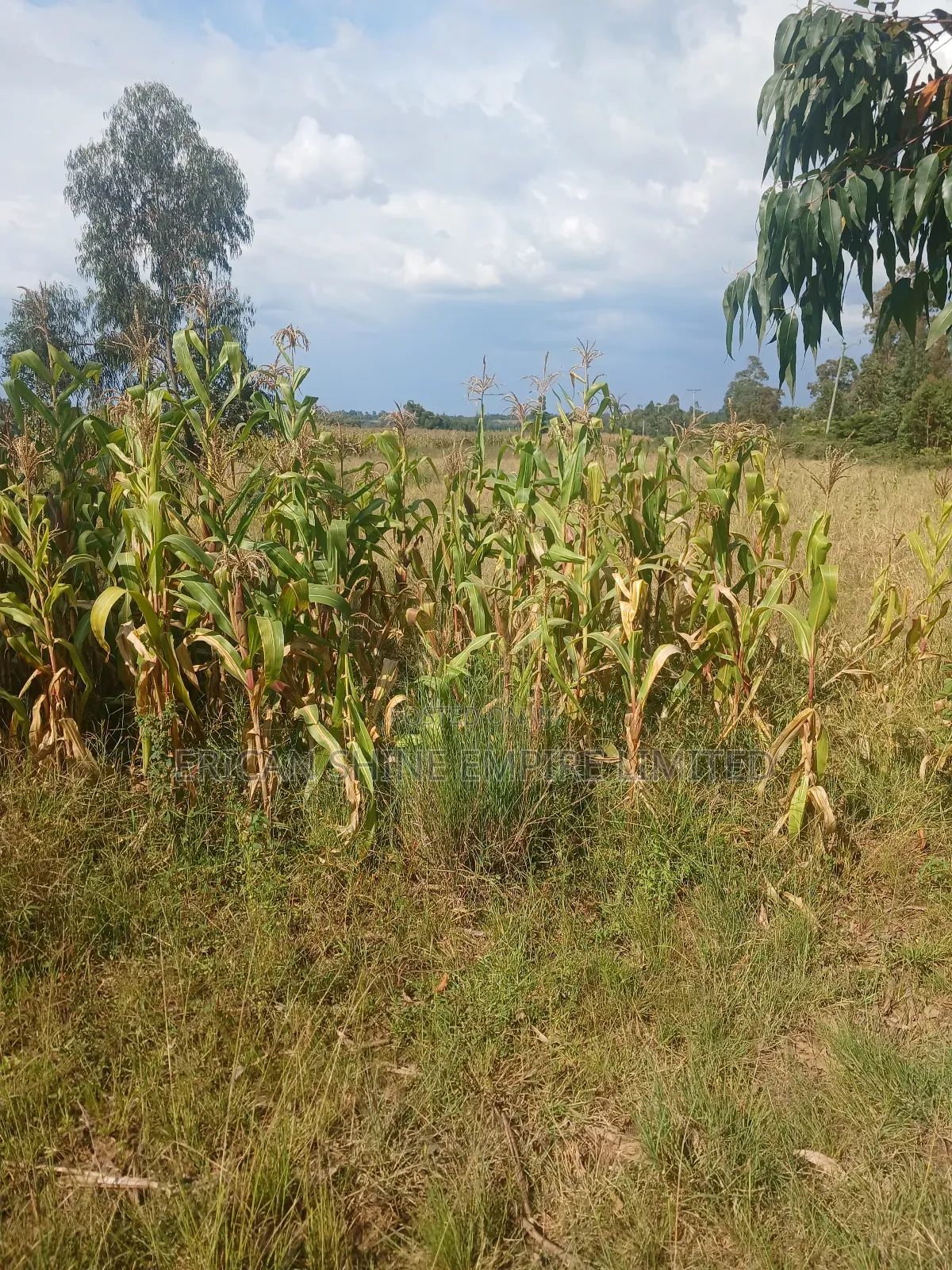2 Acres Prime Land for Sale in Ngarua -Kinamba