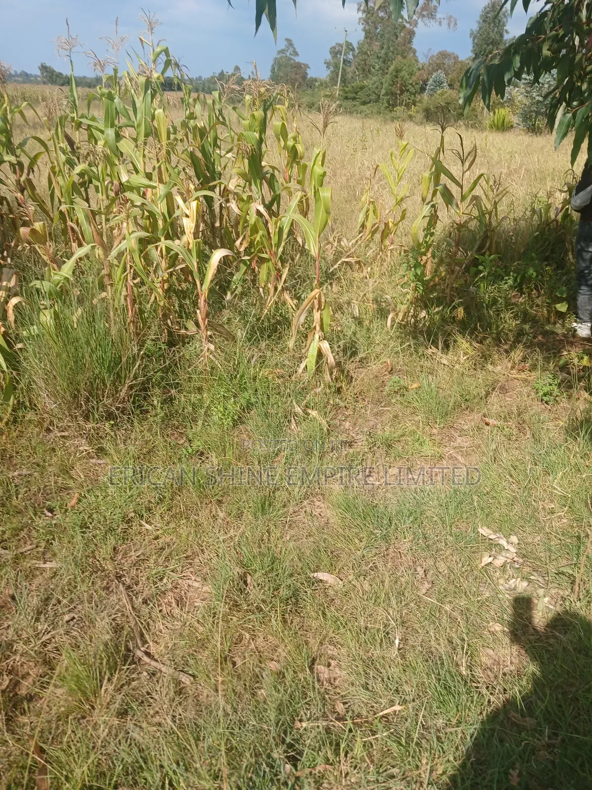 2 Acres Prime Land for Sale in Ngarua -Kinamba