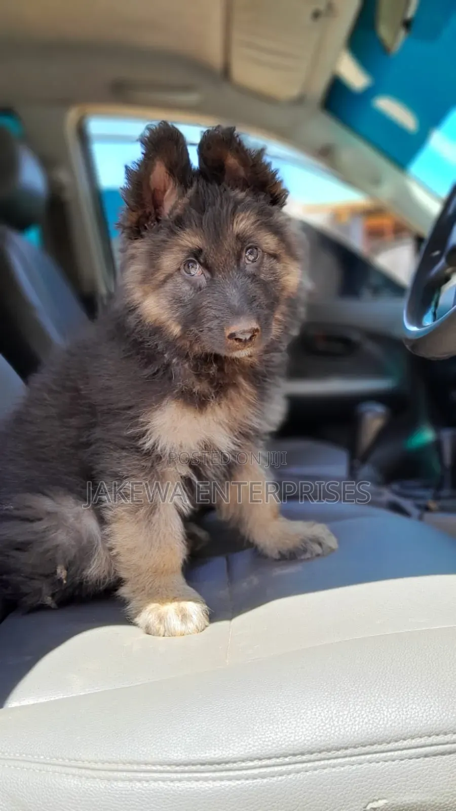 1-3 months Male Purebred German Shepherd