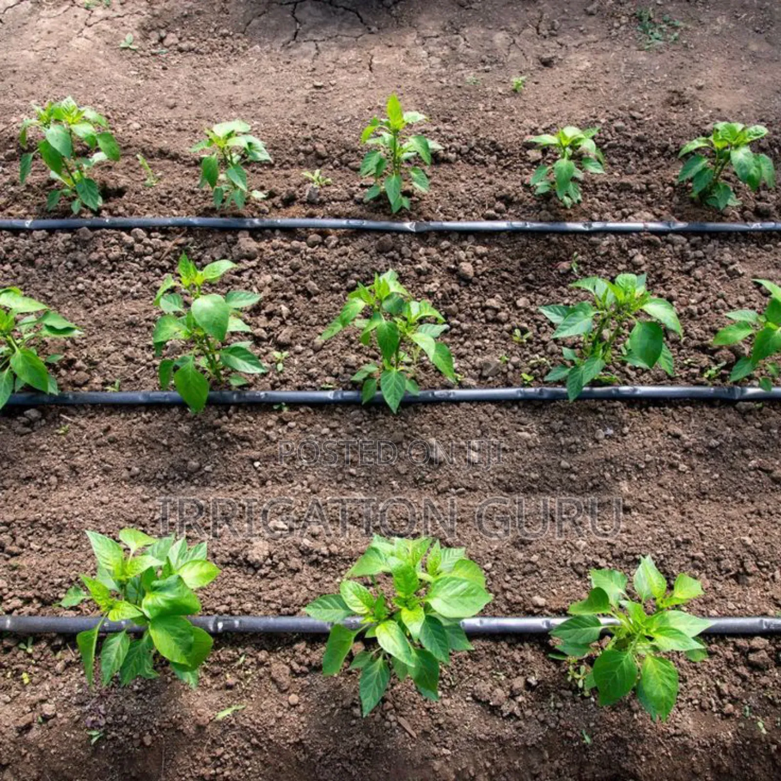 Irrigation Drip Tubes 20cm Spacing