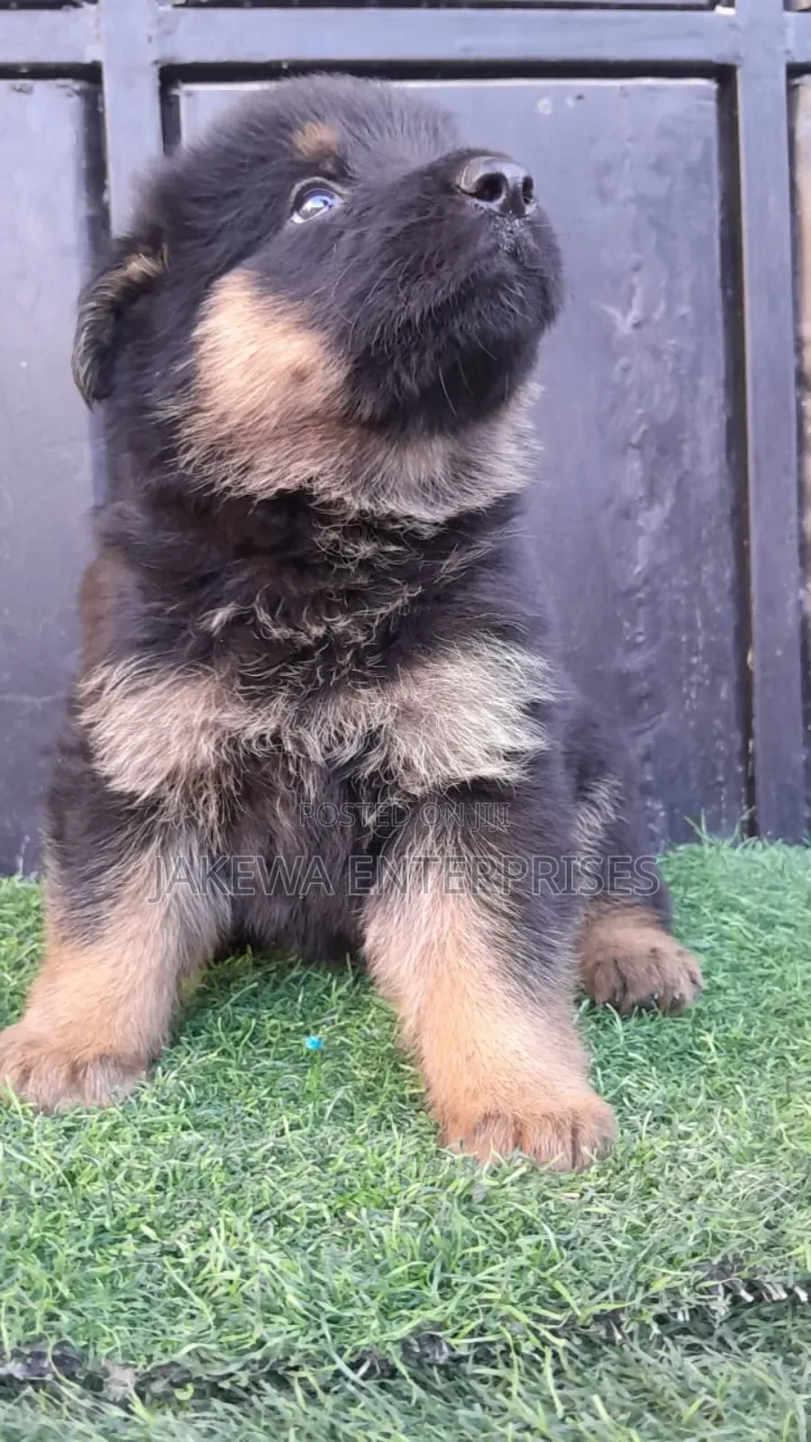 1-3 months Male Purebred German Shepherd