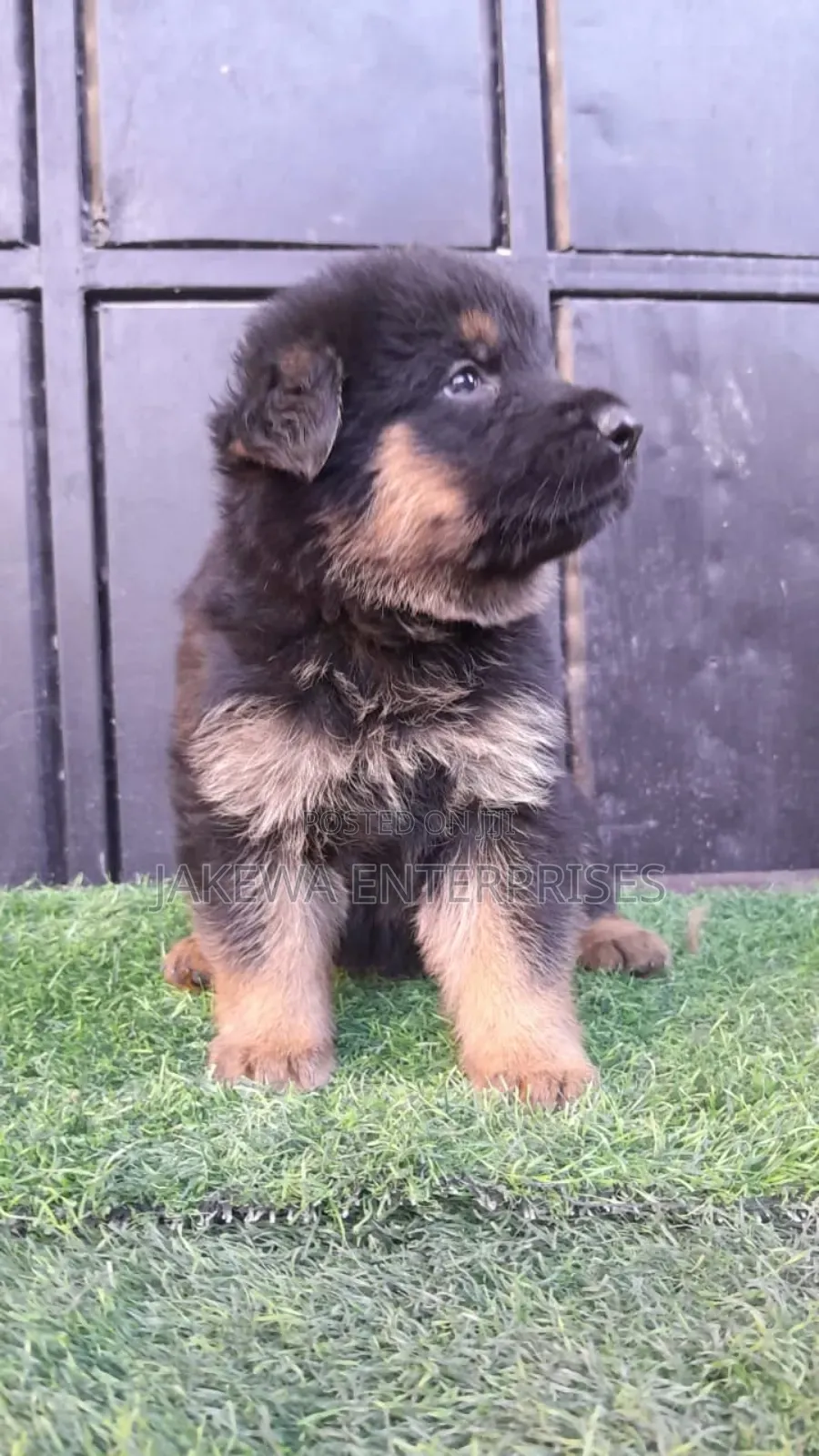 1-3 months Male Purebred German Shepherd
