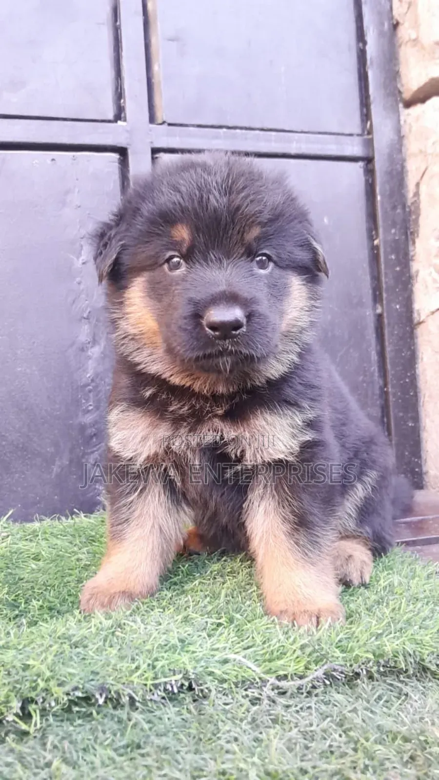 1-3 months Male Purebred German Shepherd