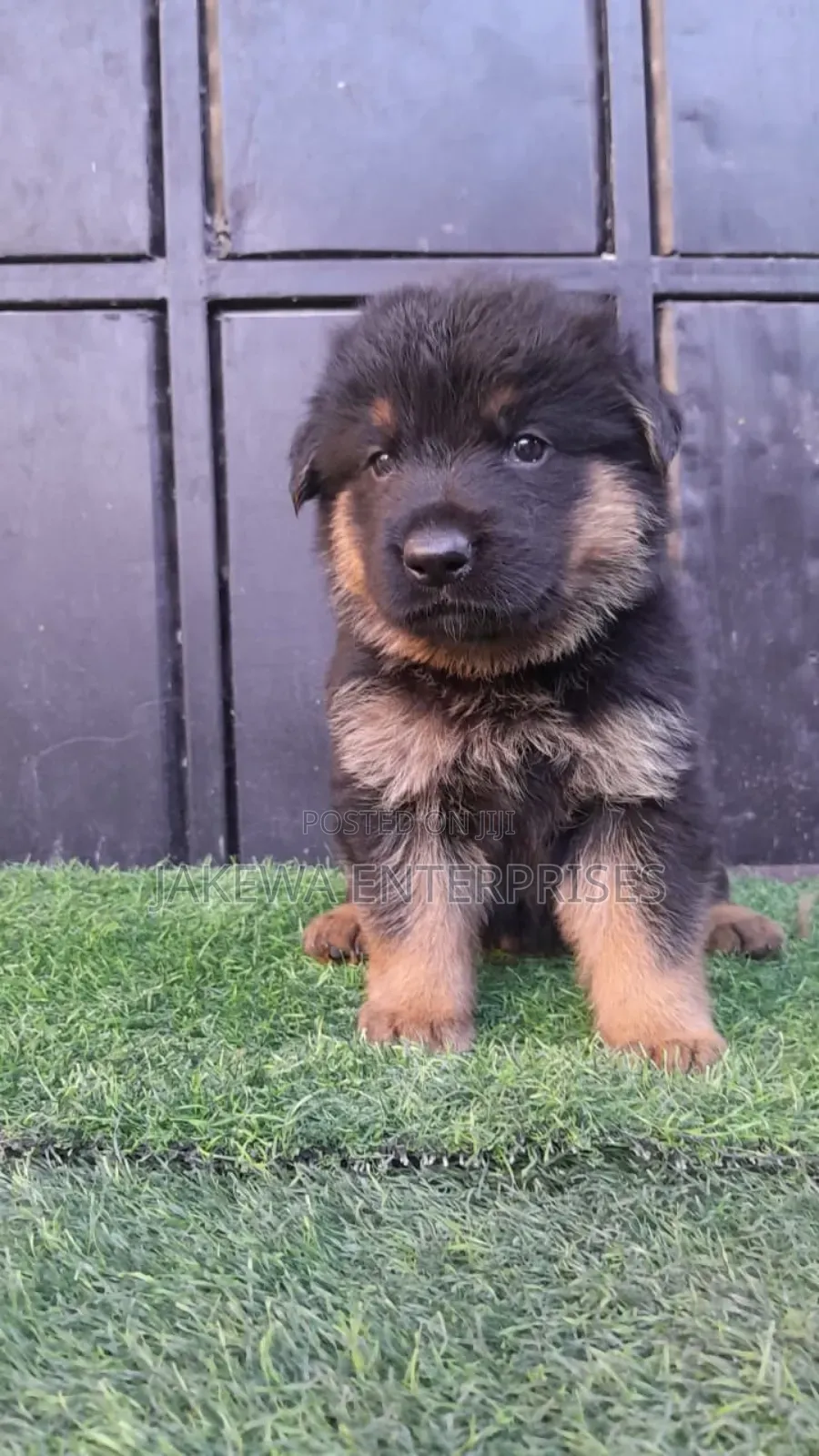 1-3 months Male Purebred German Shepherd