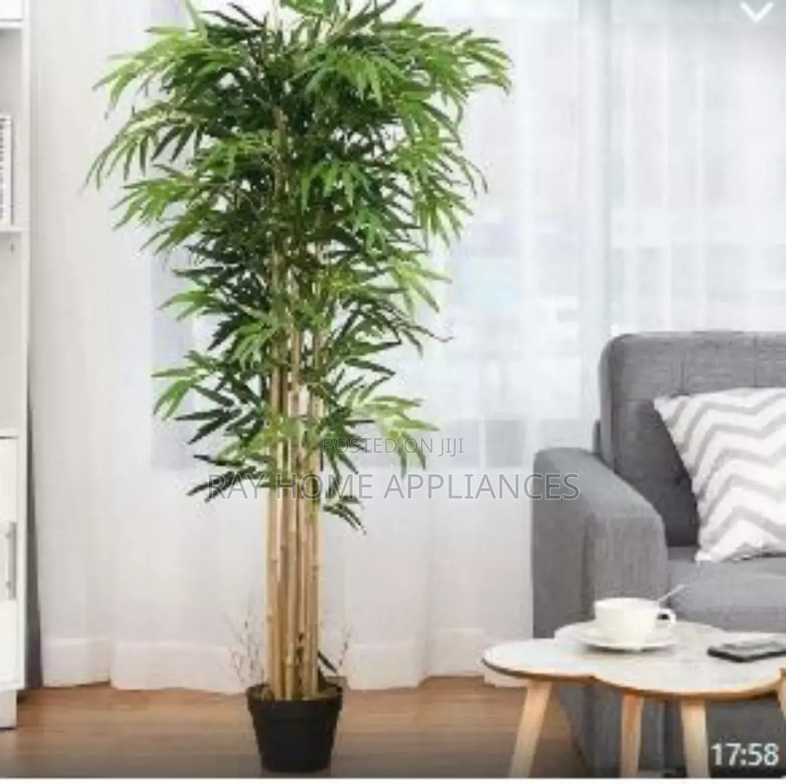 High Quality Potted House Tree Size 120cms Equivalent to 4ft