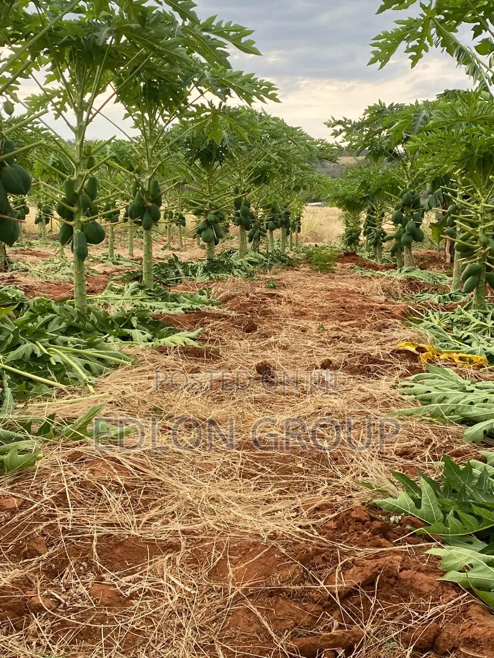 107 Acres In Gachuriri Embu- County