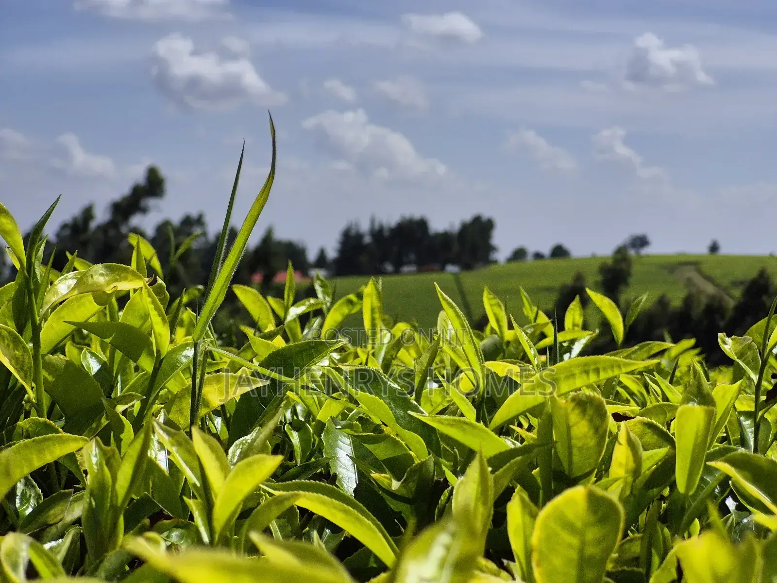 Land for Sale in Riara Ridge,Tigoni