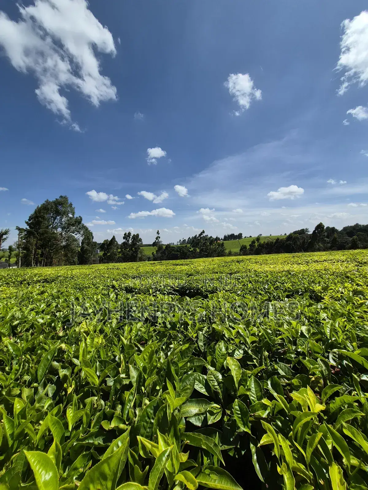Land for Sale in Riara Ridge,Tigoni