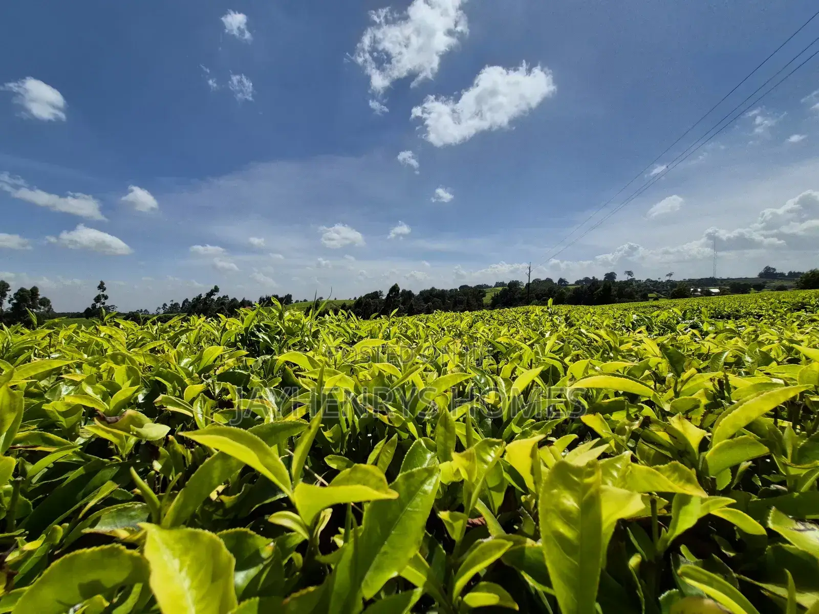 Land for Sale in Riara Ridge,Tigoni
