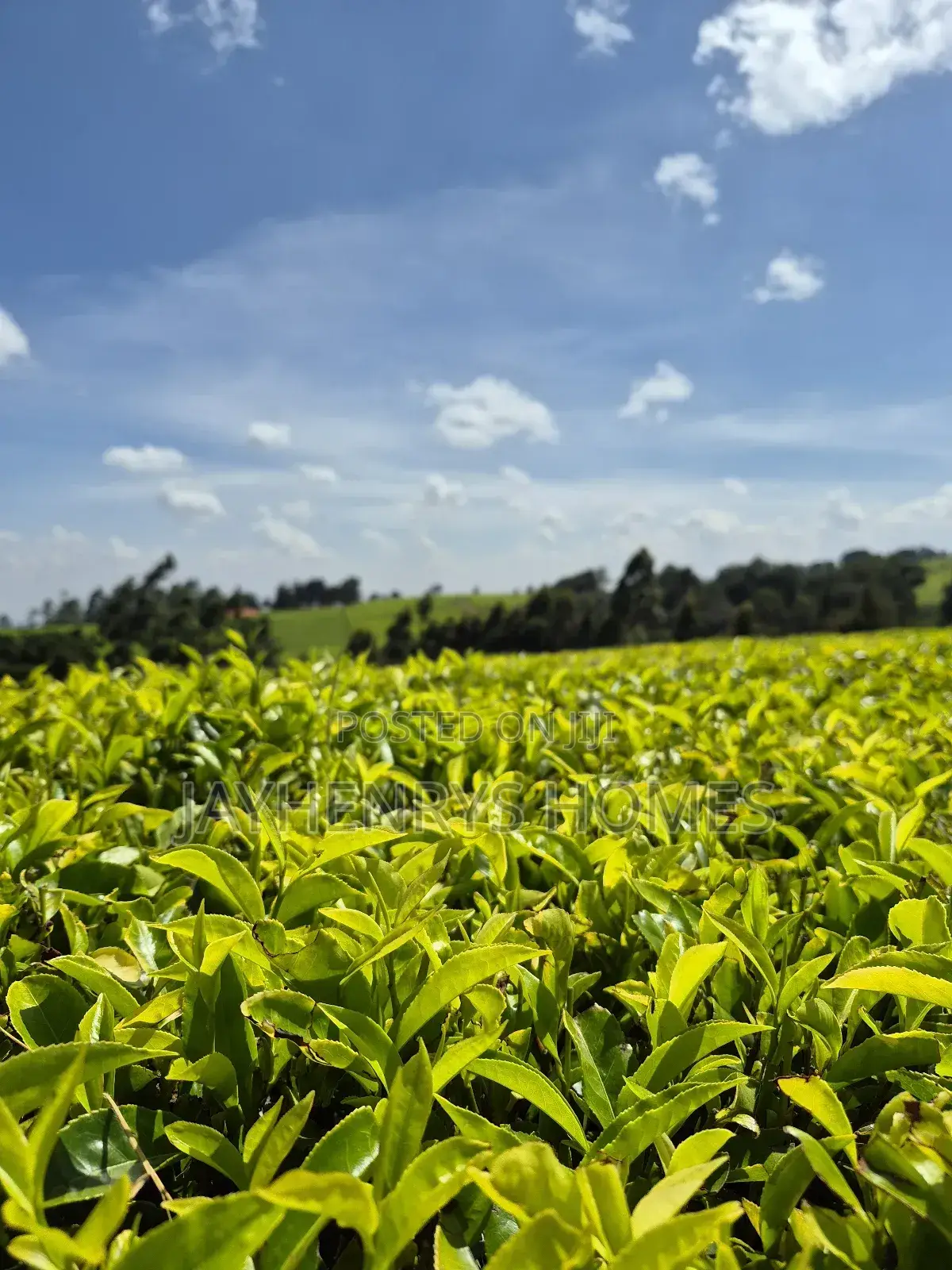 Land for Sale in Riara Ridge,Tigoni
