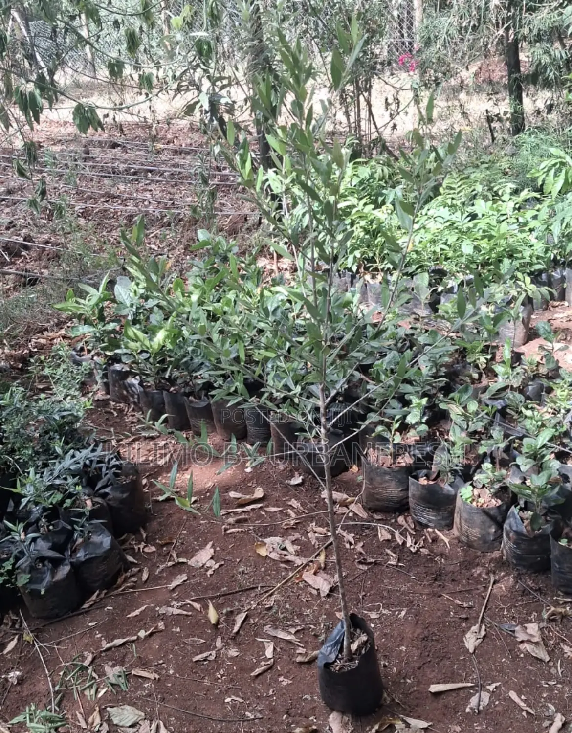 Africa Olive Tree Seedling.