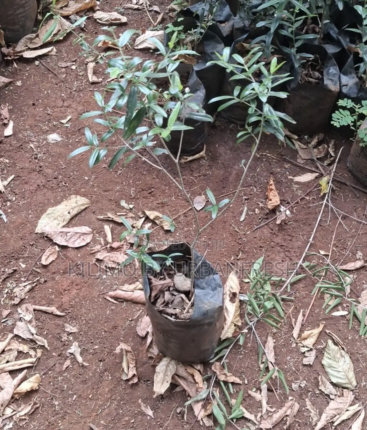 Africa Olive Tree Seedling.