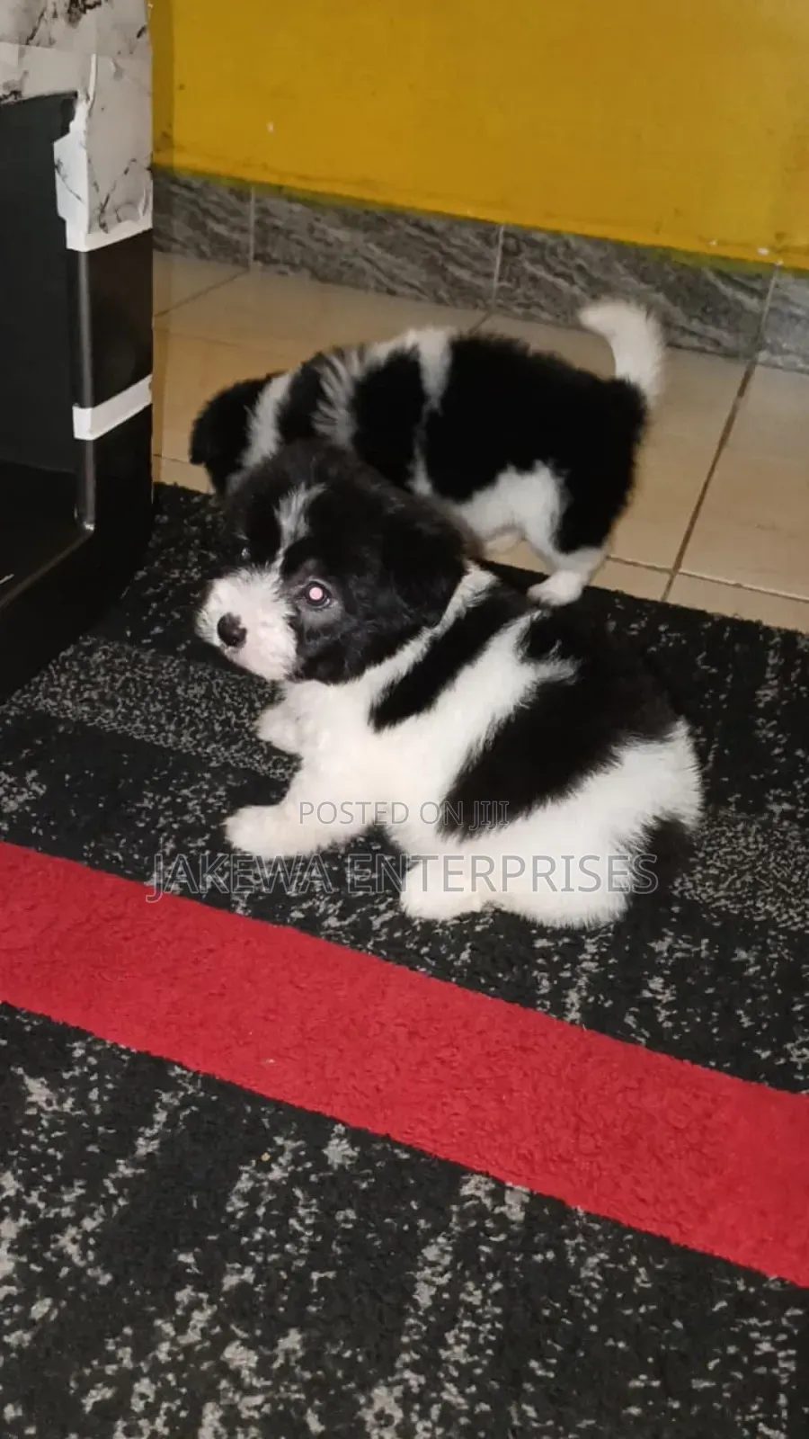 1-3 months Female Purebred Havanese