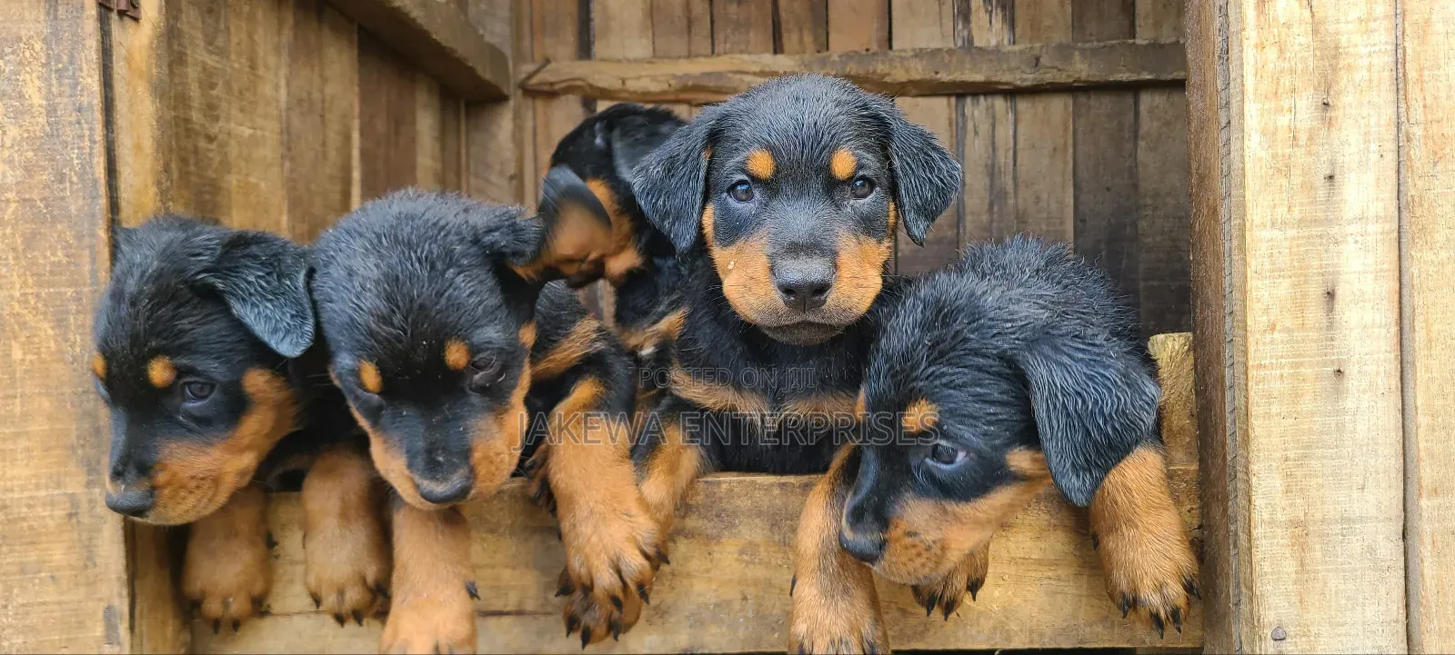 1-3 months Male Purebred Rottweiler