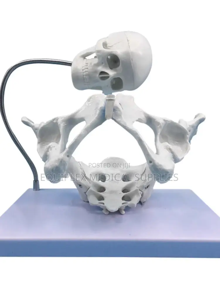 Female Pelvis Model With Fetus Skull for Obstetrical Study
