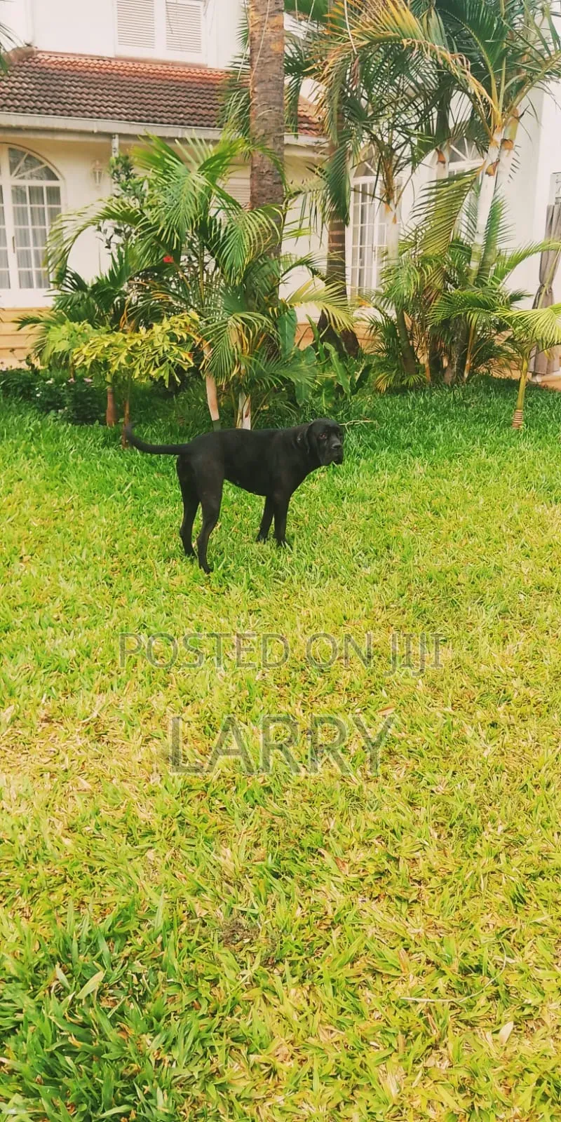 1+ year Female Purebred Cane Corso