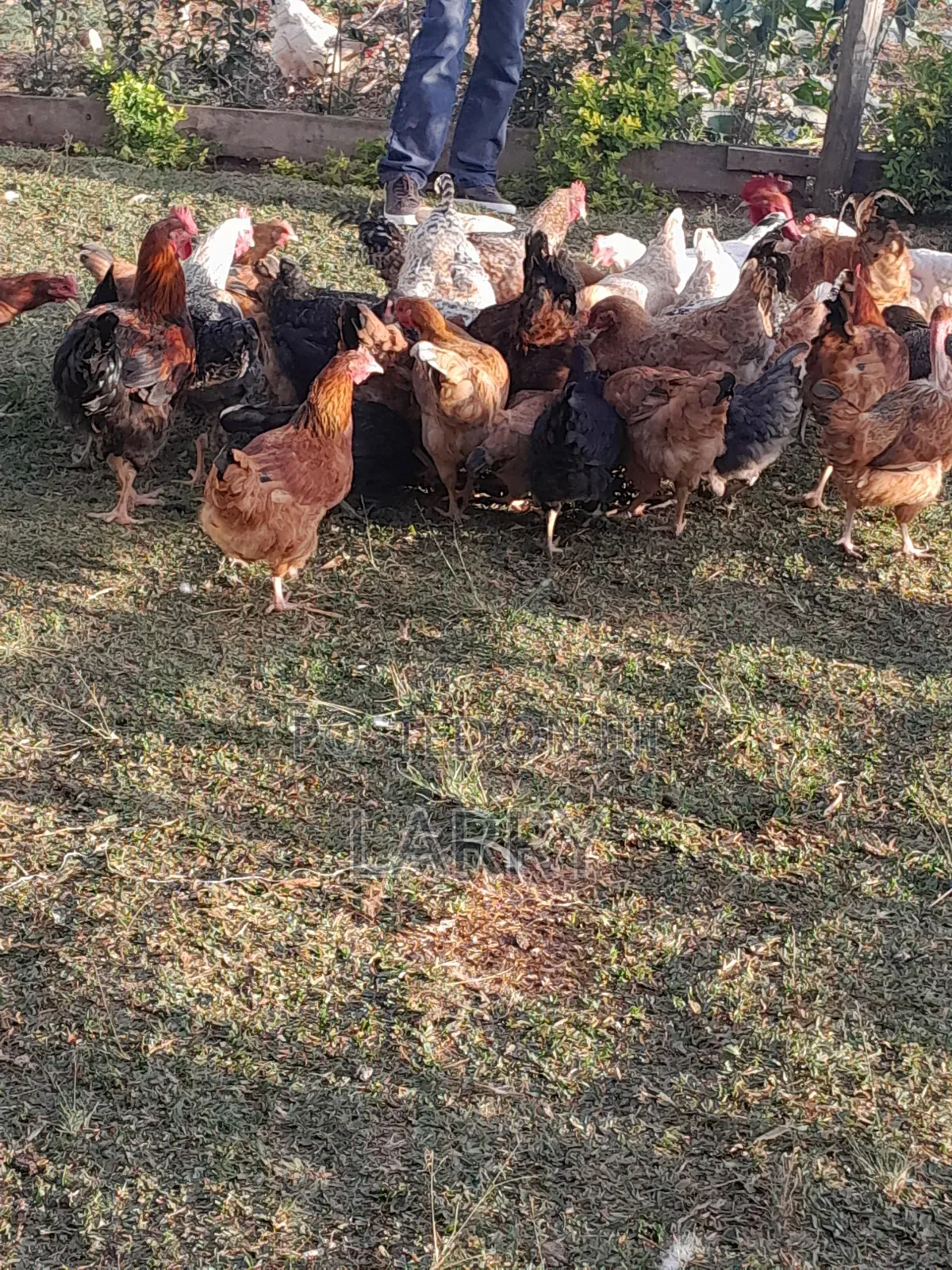 Kienyeji Chicken