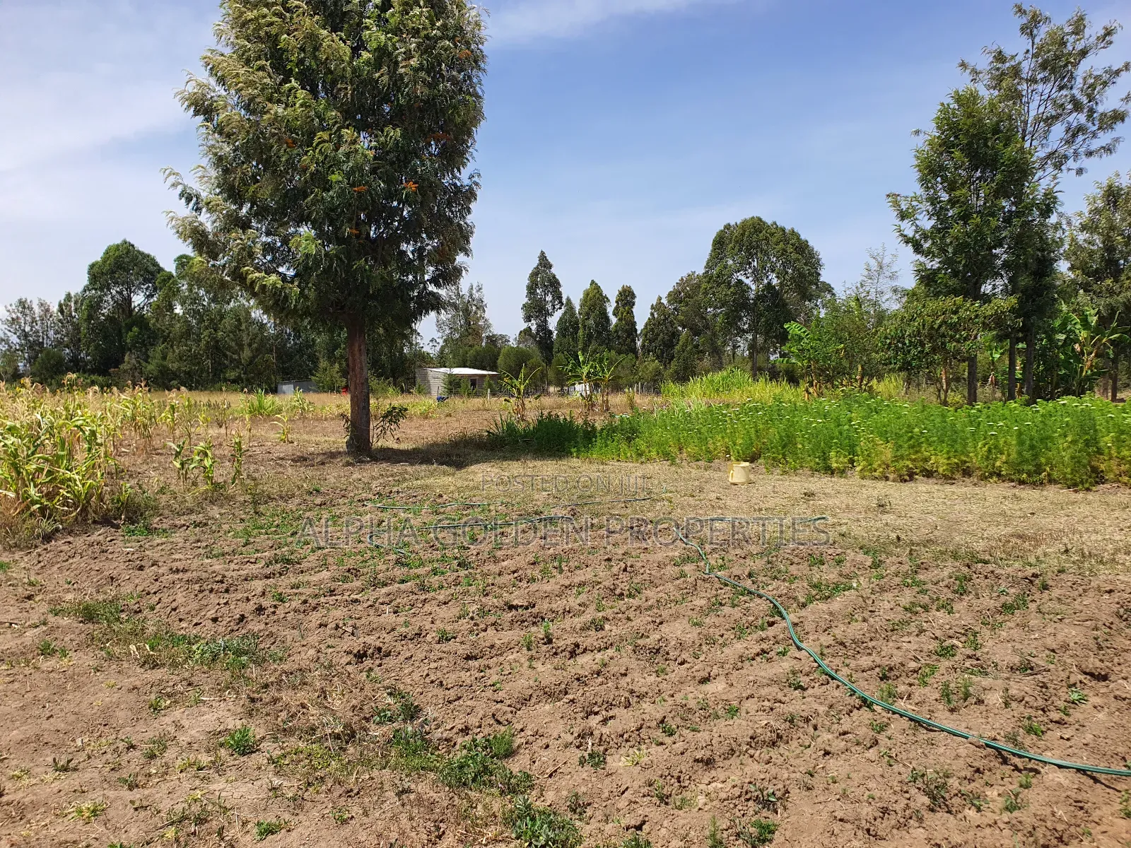 Half Acre in Gakawa