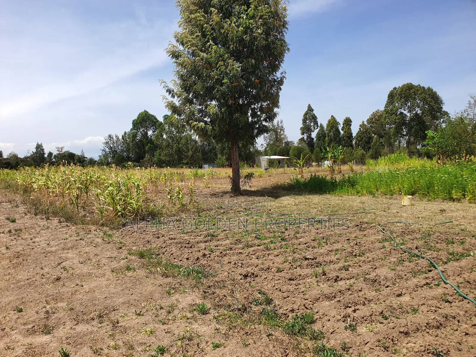 Half Acre in Gakawa
