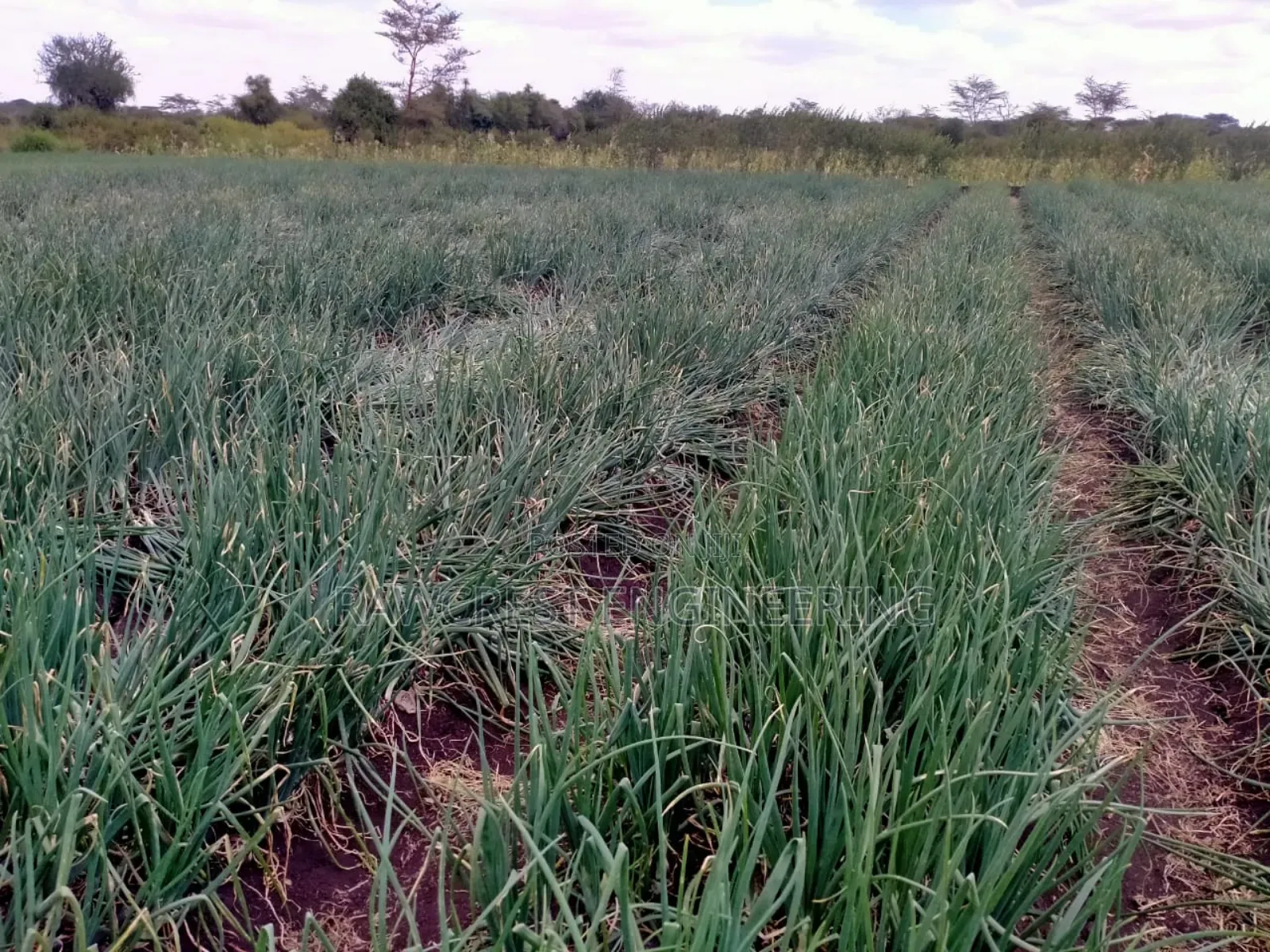 Drip Irrigation System