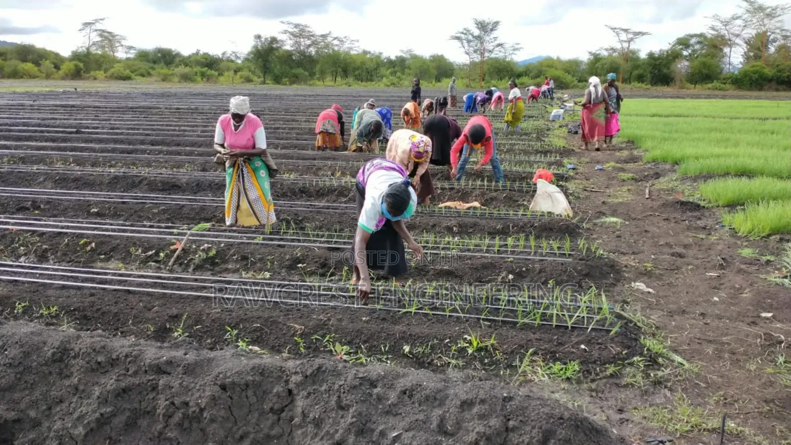 Onion Farming Experts