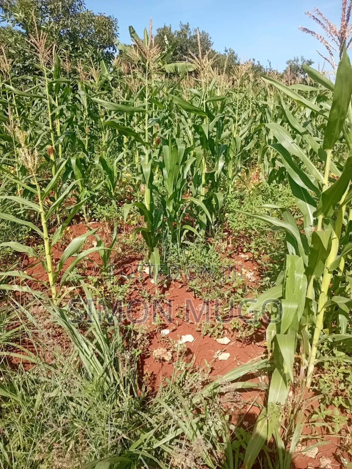Maragua Summary Prime 14ac Ideal for Town Houses, Avocado Farming Etc