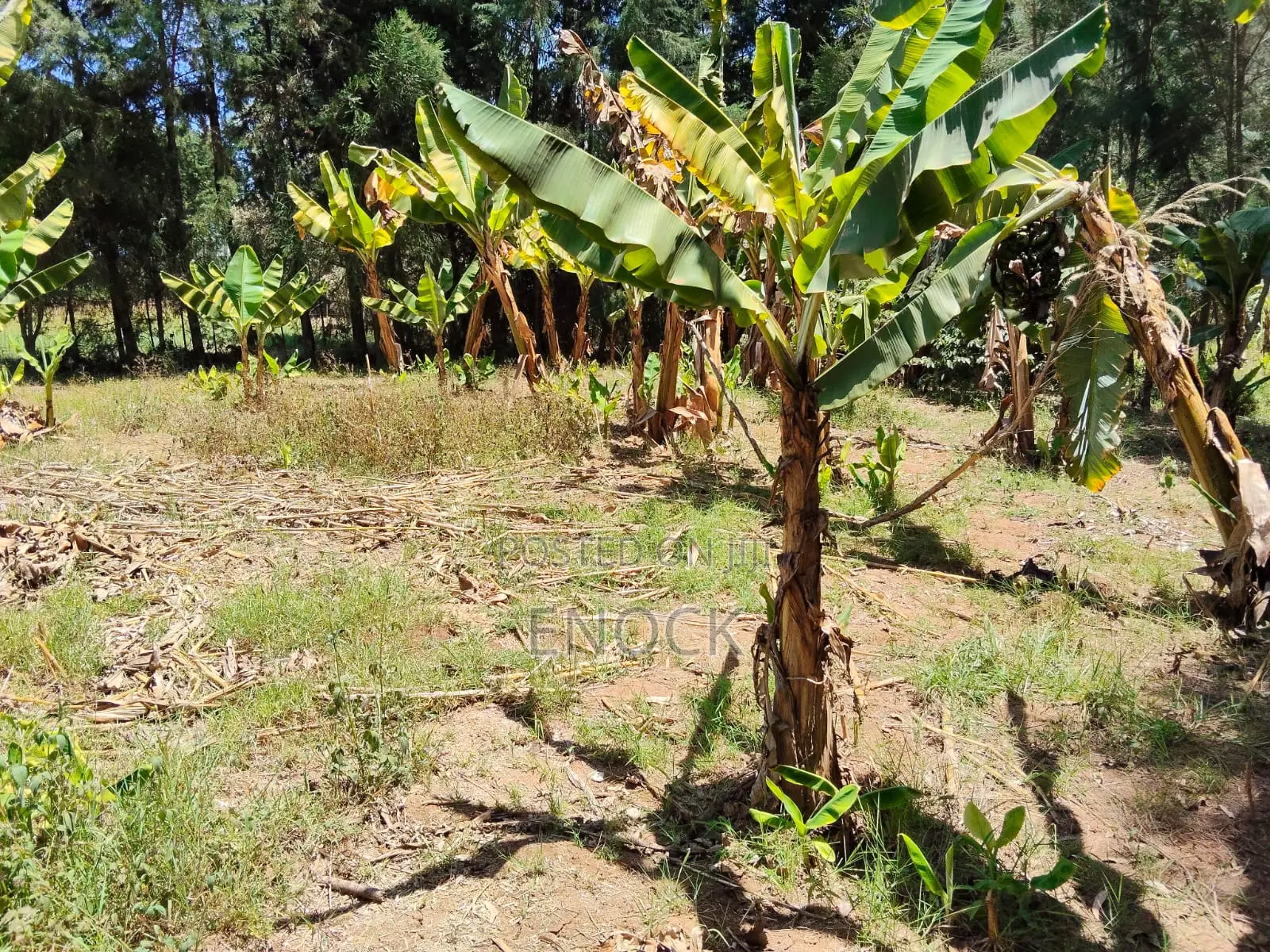 1 Acre Residential Land for Sale in Outspan Eldoret