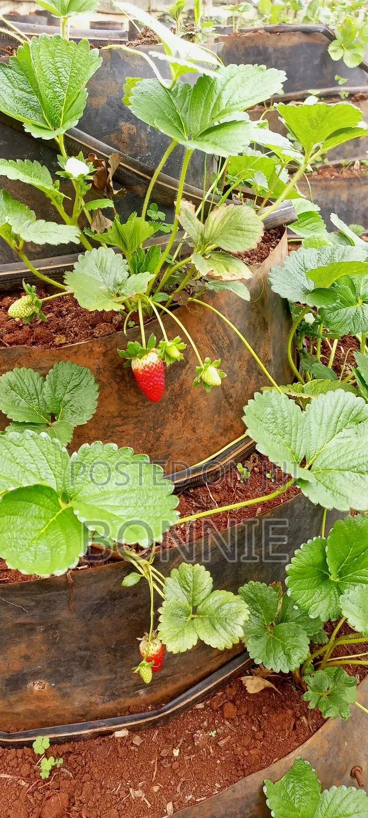 Hybrid Chandler Strawberries Seedlings Splits