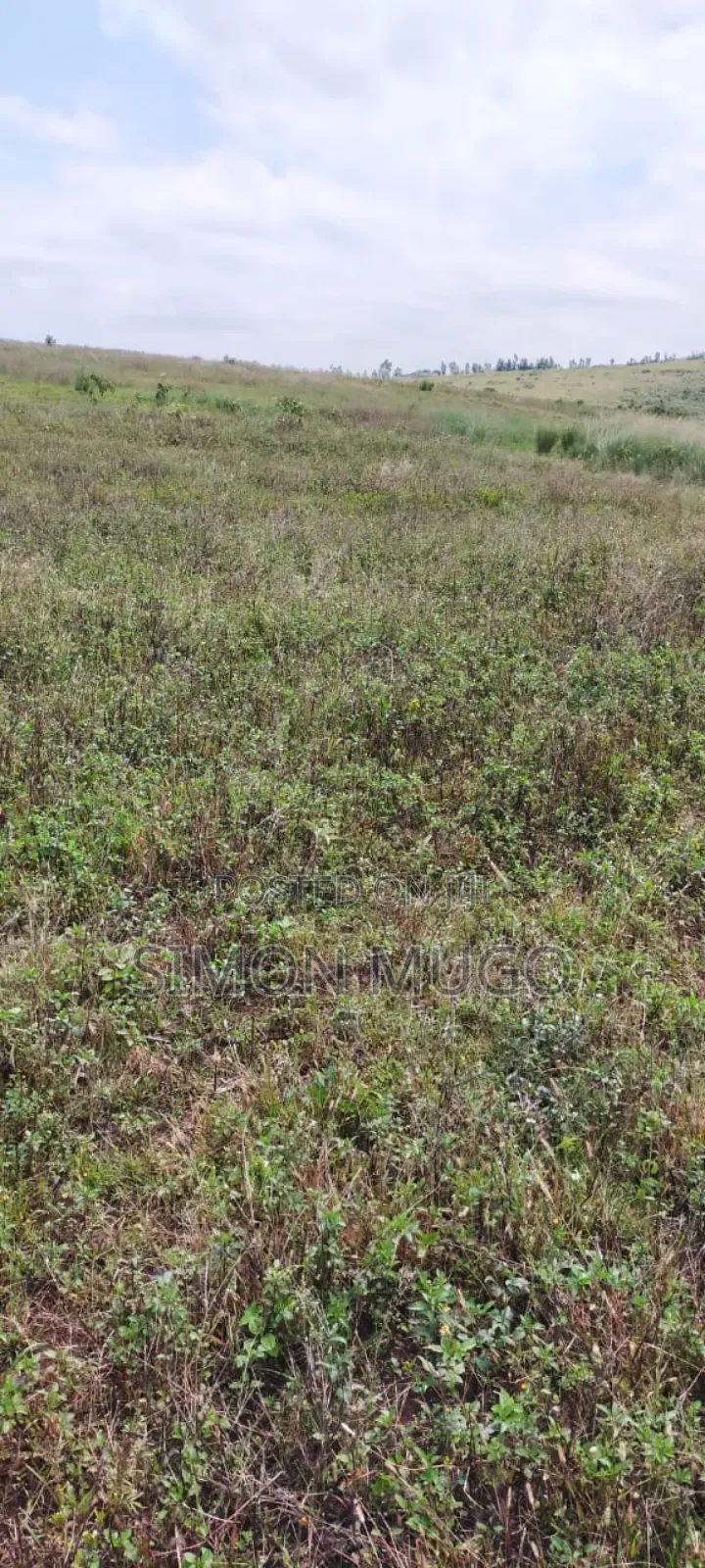 Nyandarua Ngorika Prime Agricultural 500 Acres