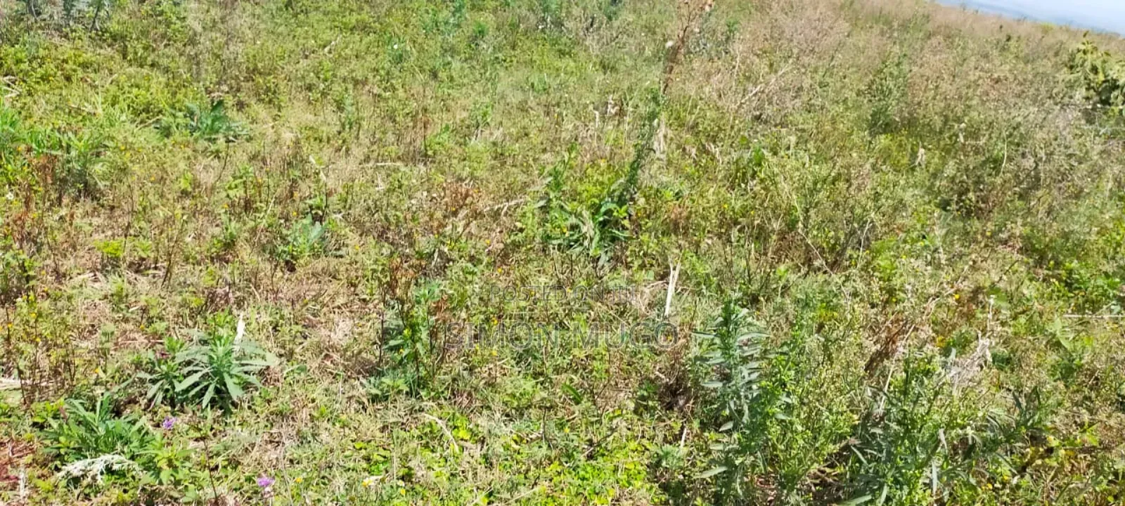 Nyandarua Ngorika Prime Agricultural 500 Acres