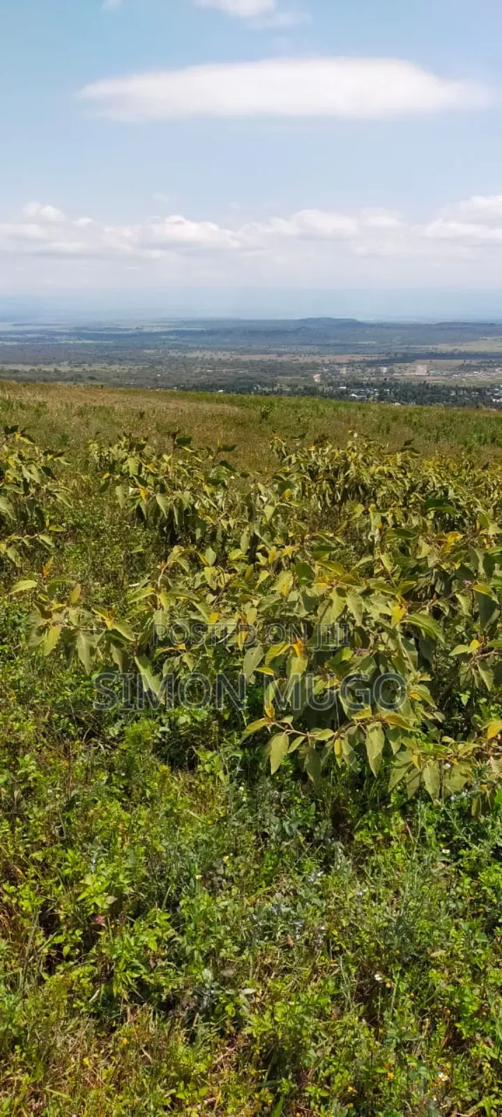Nyandarua Ngorika Prime Agricultural 500 Acres