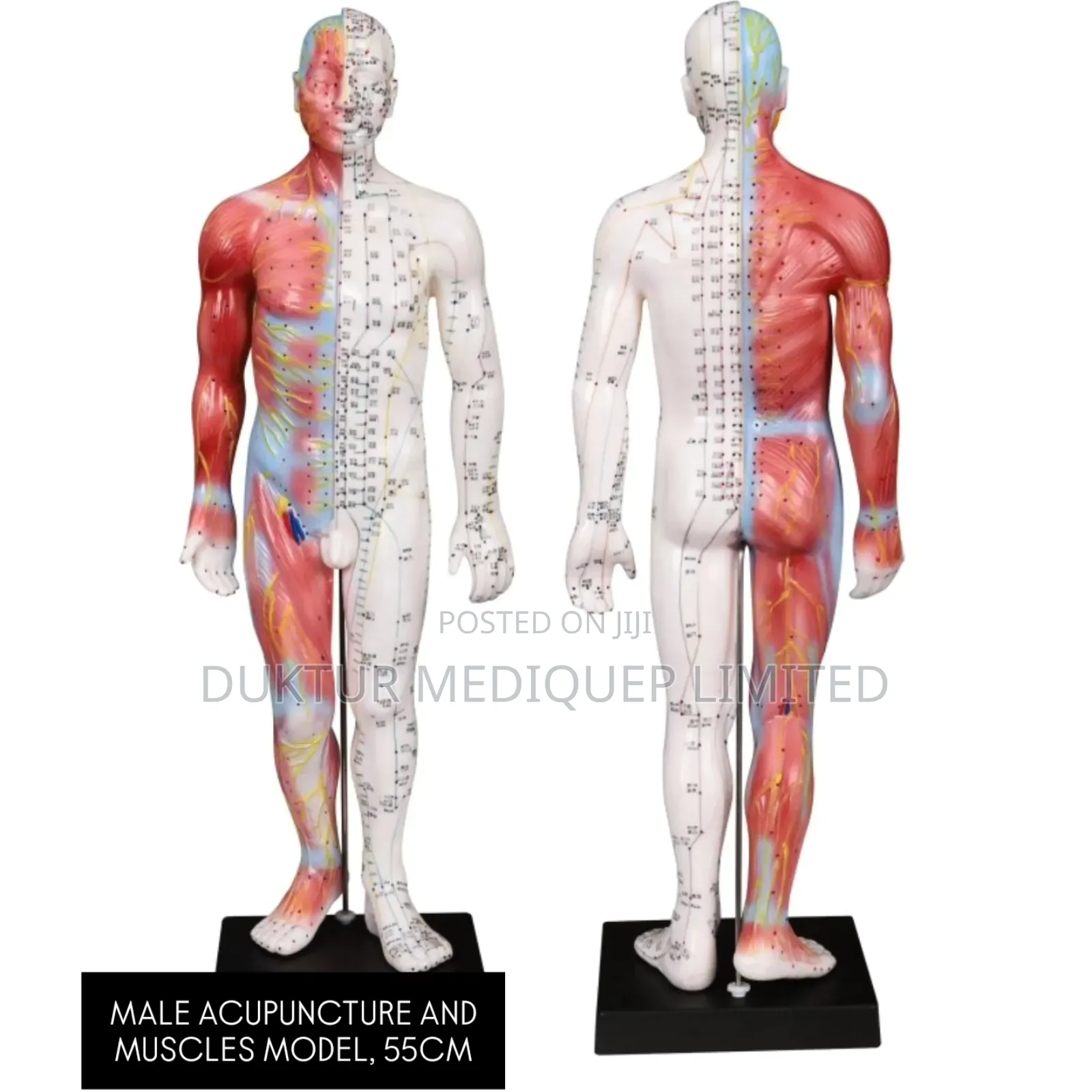 Male Acupuncture And Muscles Model 55cm