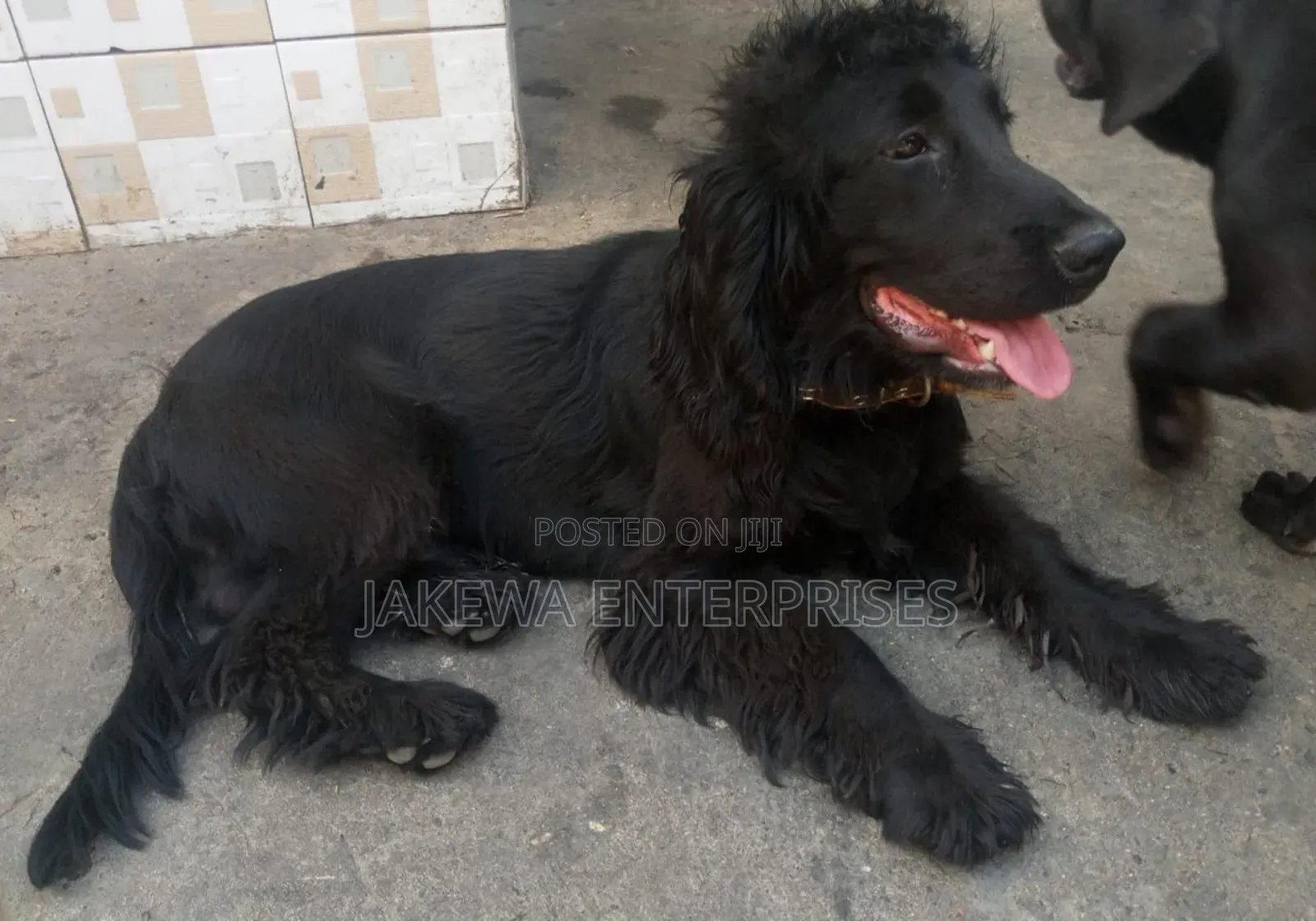 6-12 months Male Purebred Cocker Spaniel