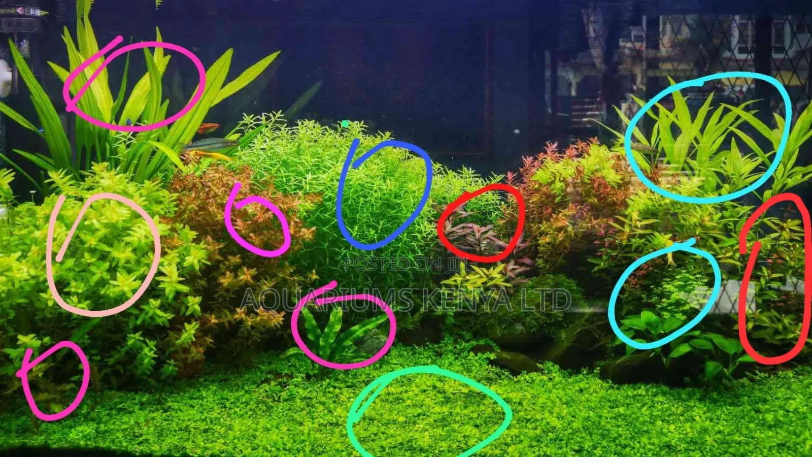 Aquarium Planting , Professional, With Select Plants