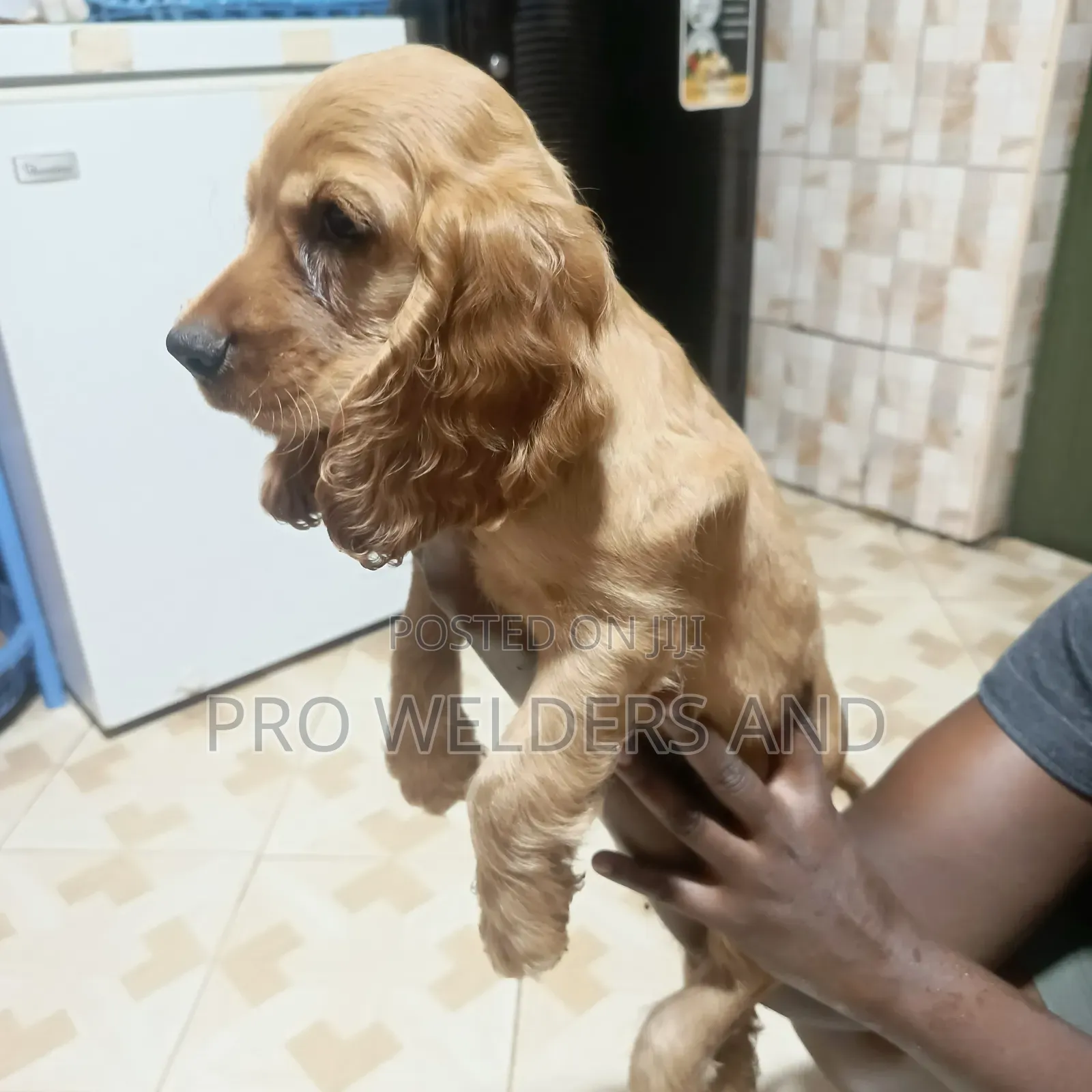 1-3 months Female Purebred Cocker Spaniel