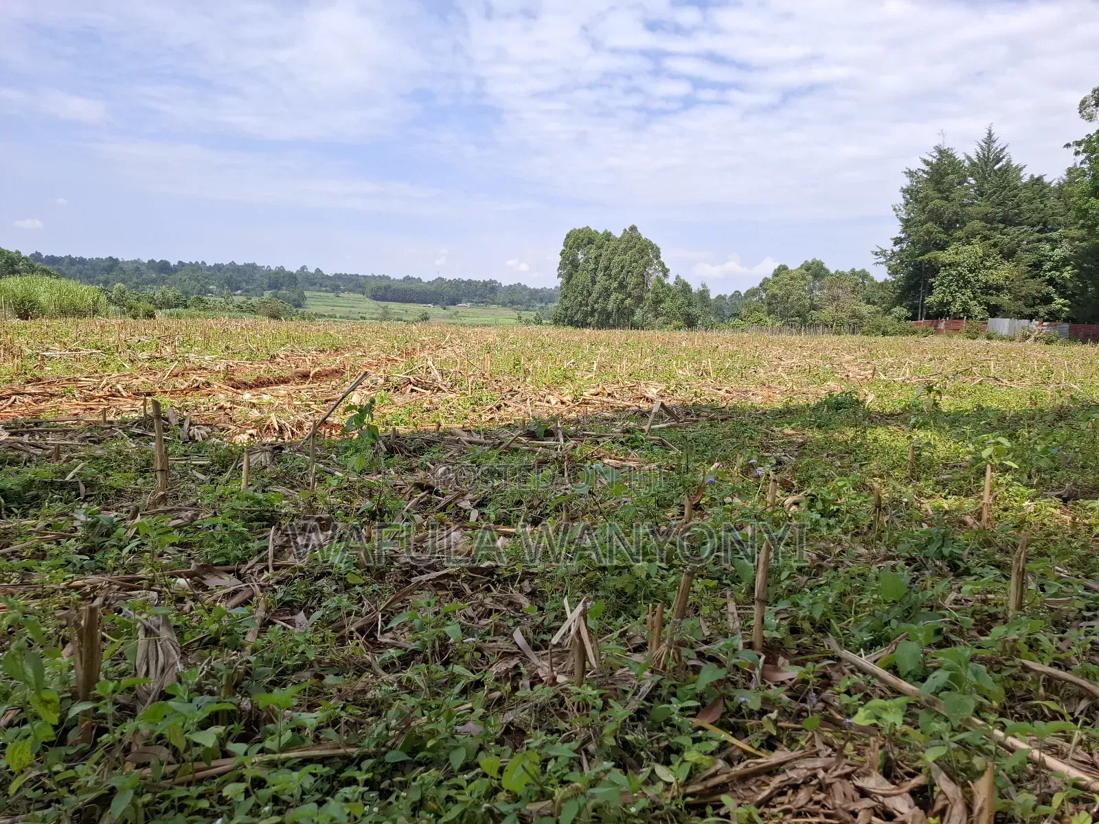 12 Acres Misikhu