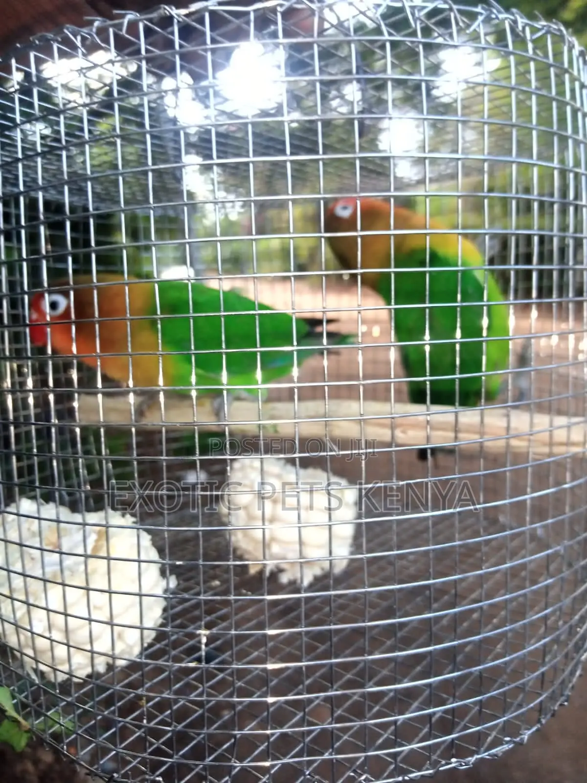 Young Lovebirds
