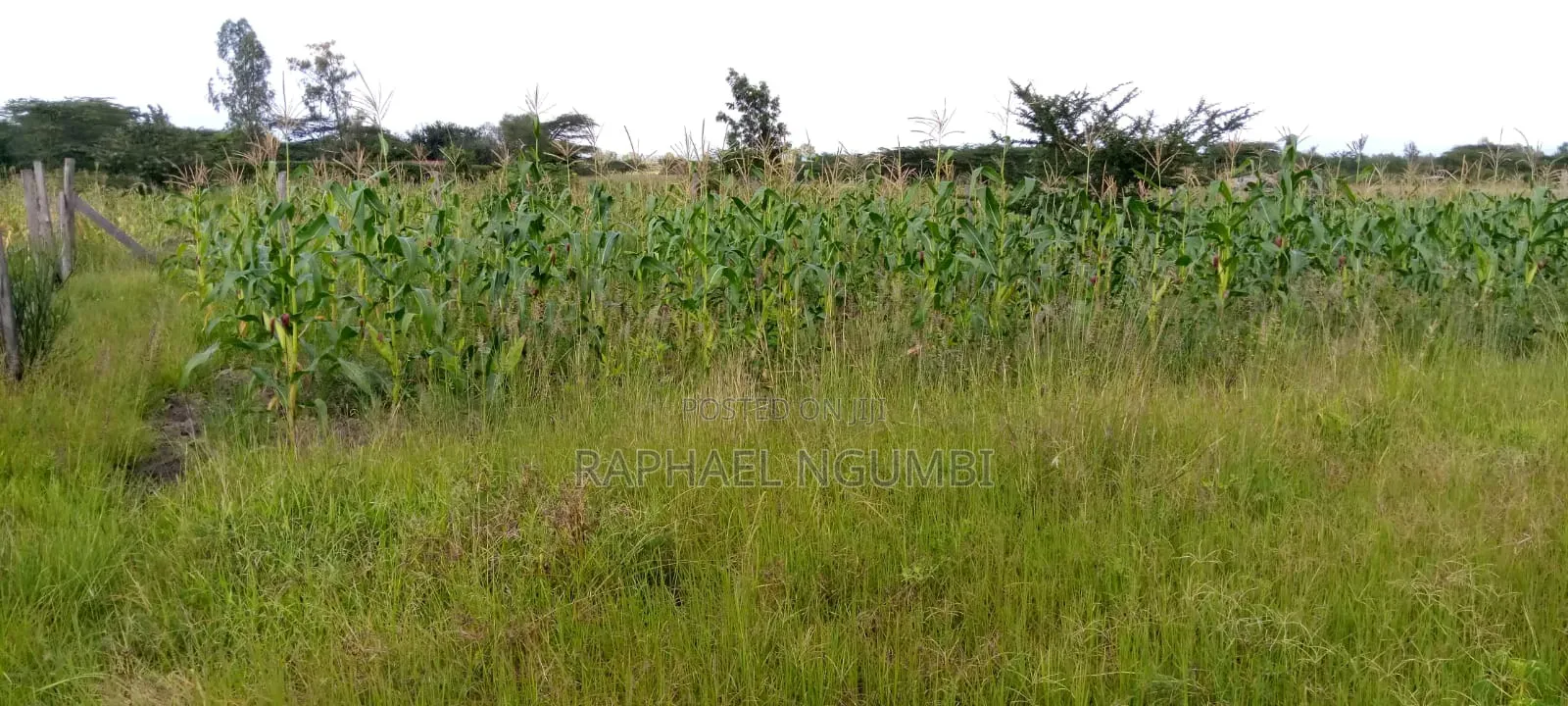 100*100 (Quarter Acre) at Machakos Kenol Mitamboni