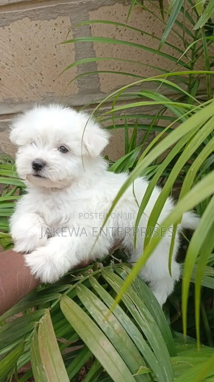 1-3 months Male Purebred Havanese