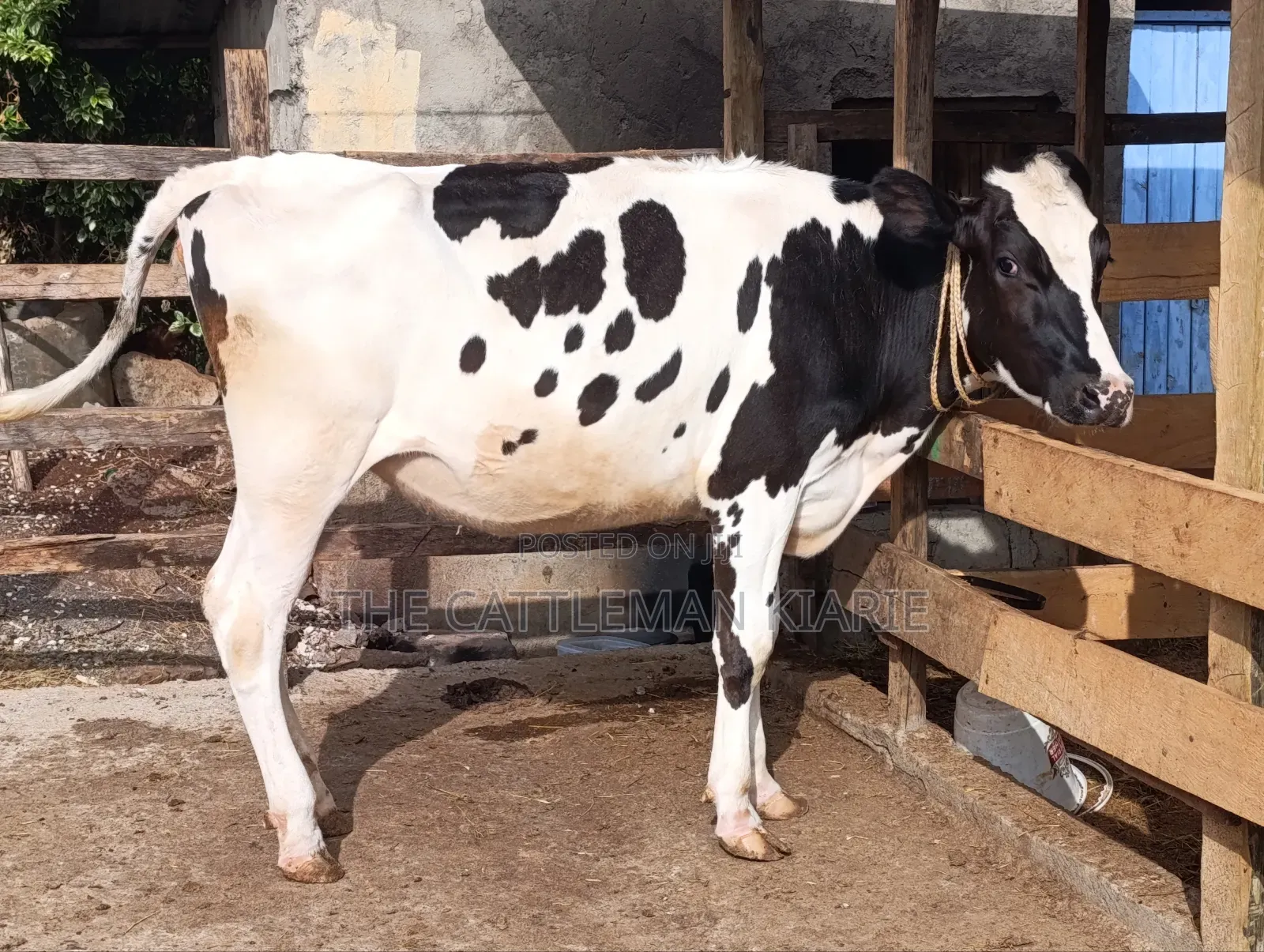 Heifer/ Mtamba for Sale